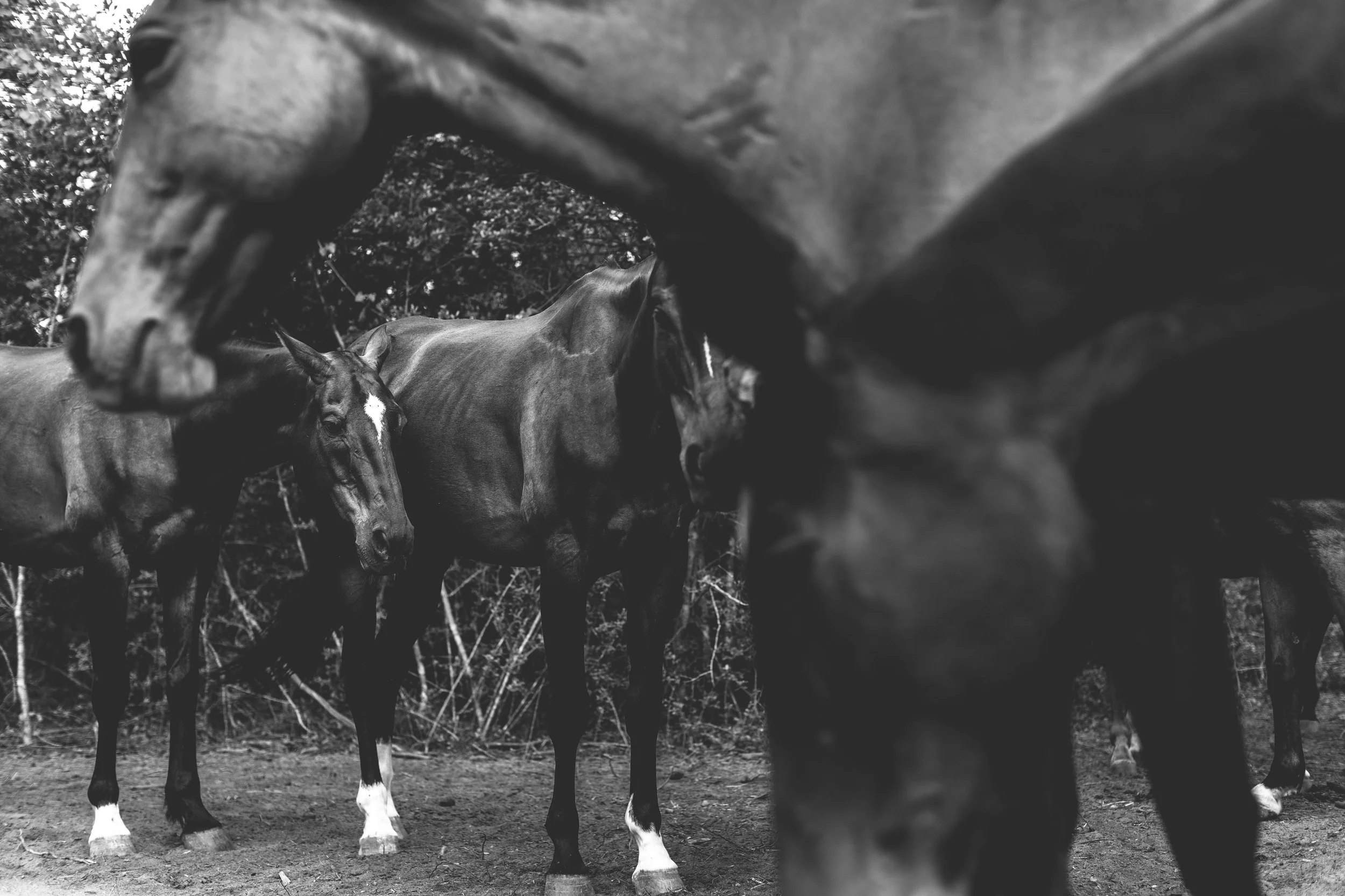 Horse 5