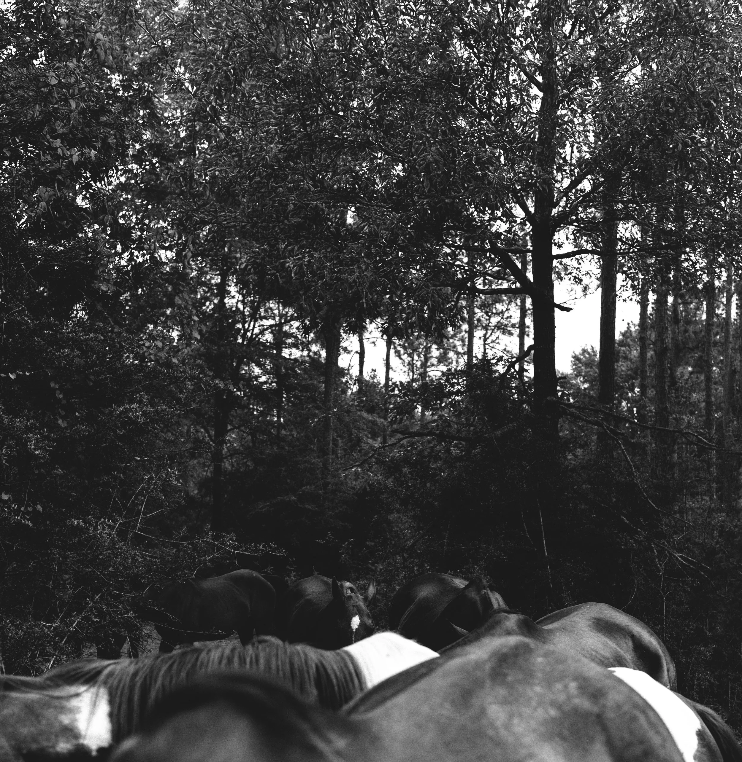 Herd
