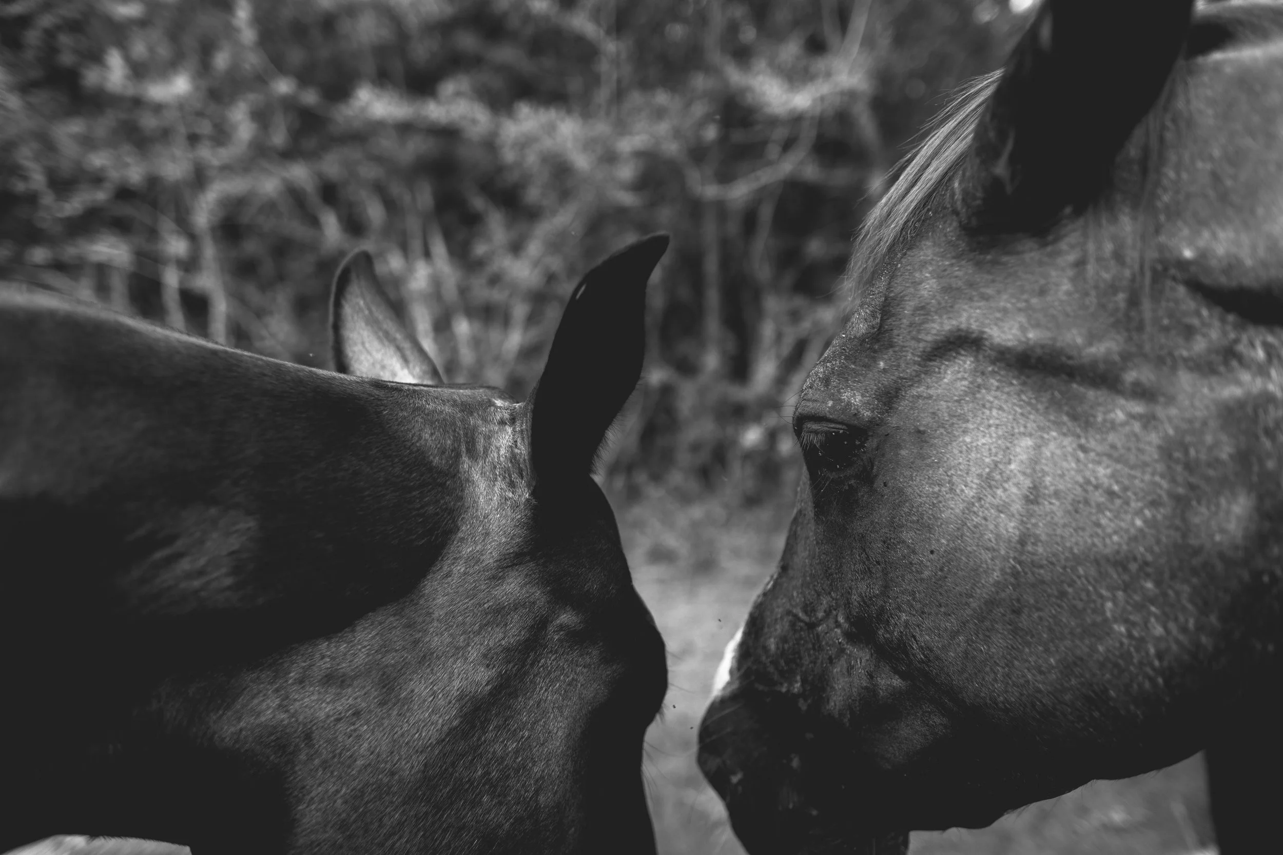 Horse 3