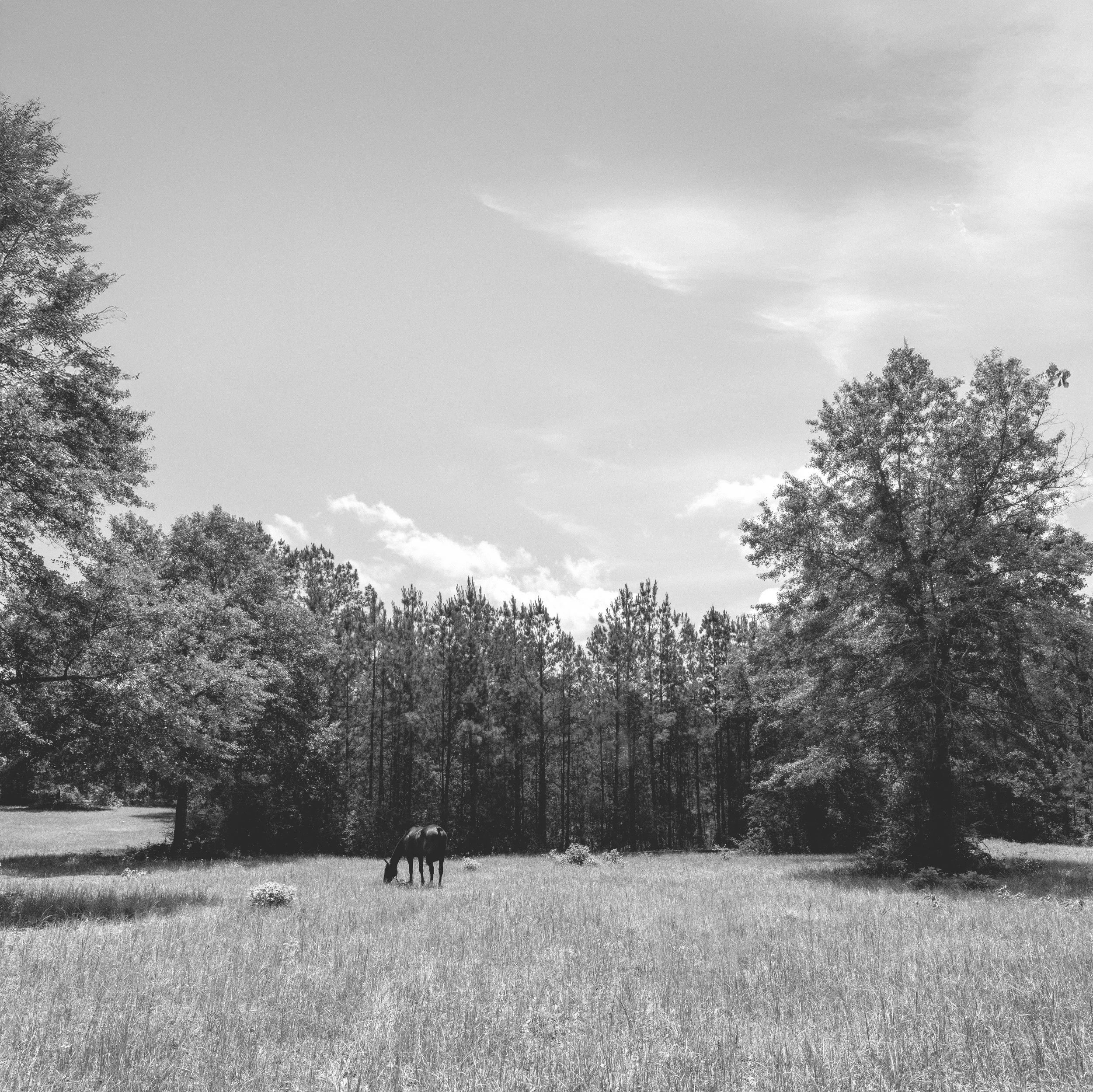 The Field 2