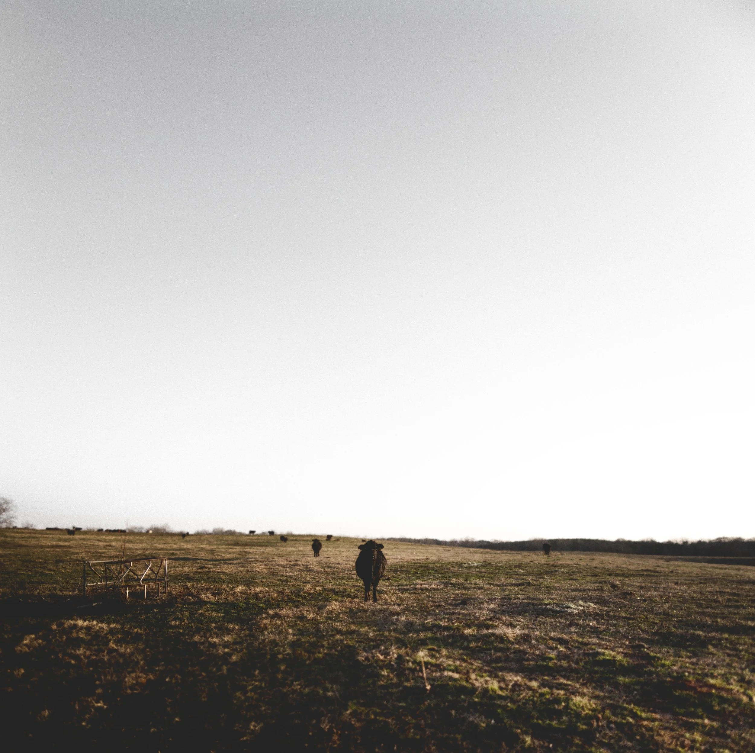The Field 3