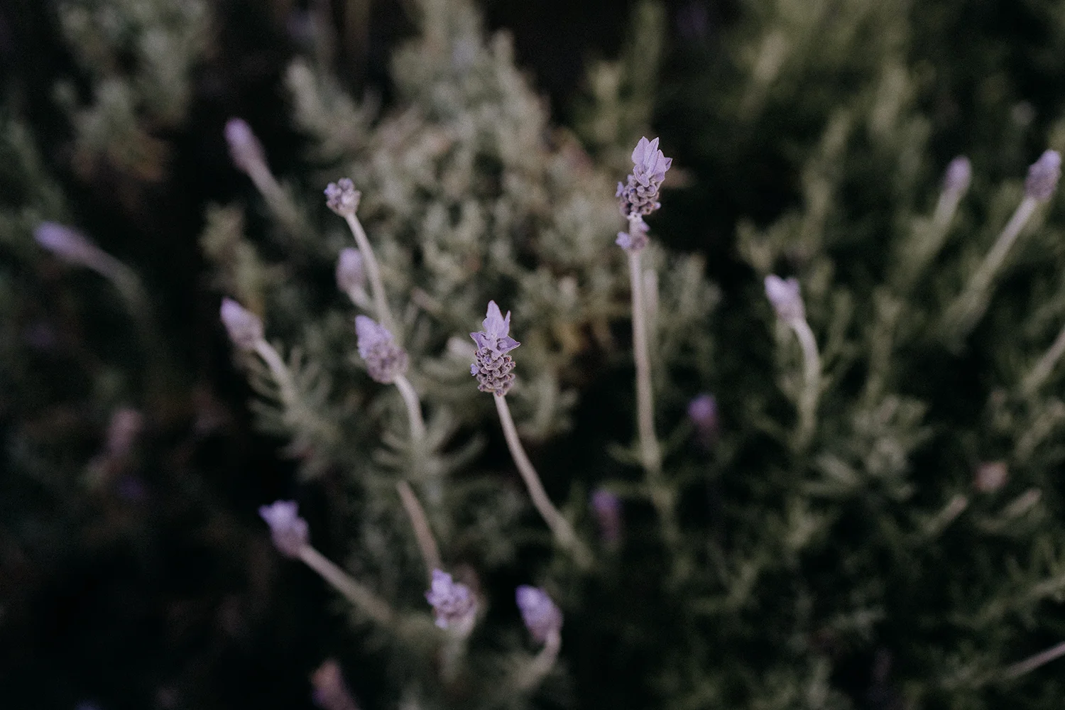 Lavender-photographic-art-print.jpg