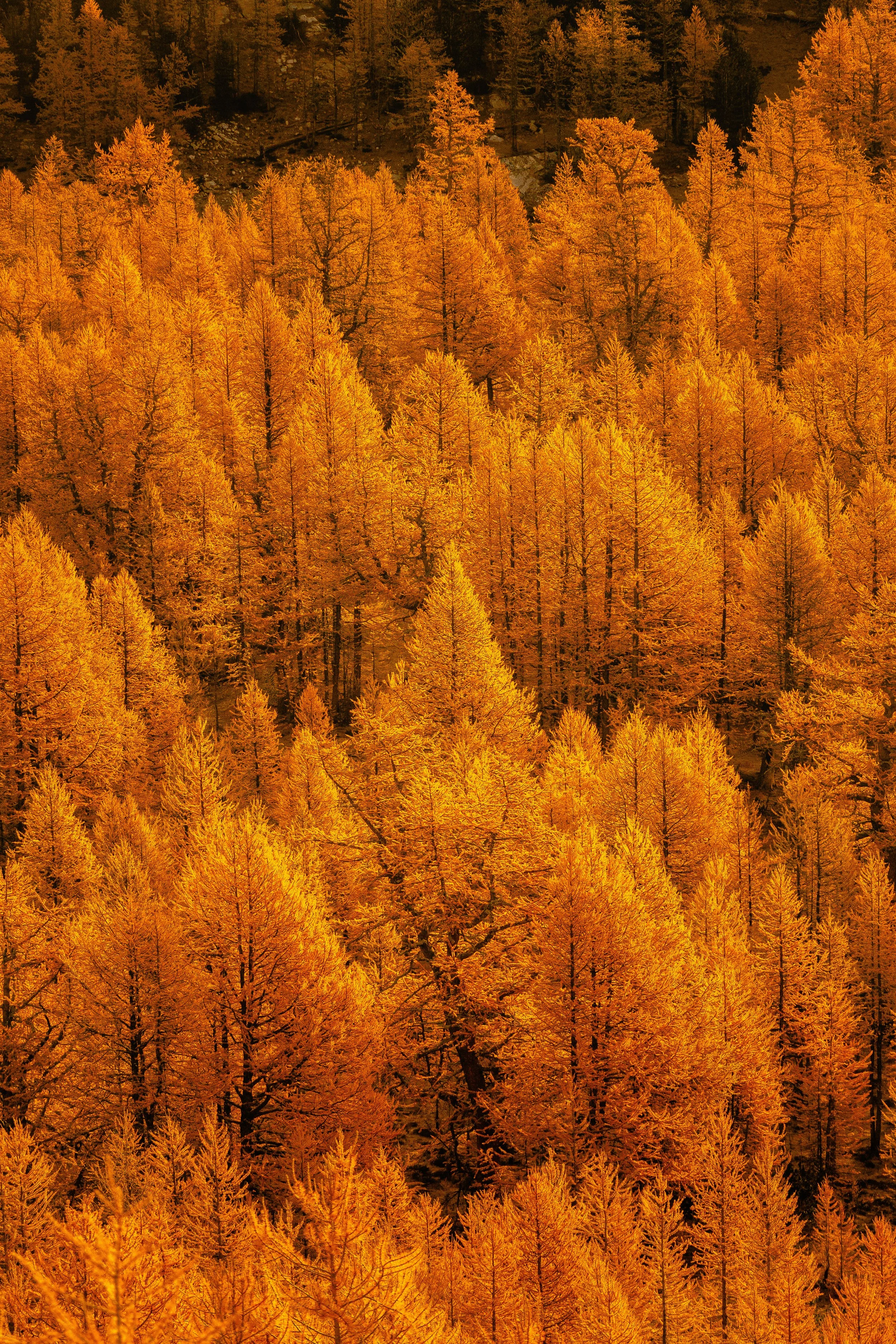 A dense forest with trees displaying vibrant shades of orange and yellow, likely during autumn.