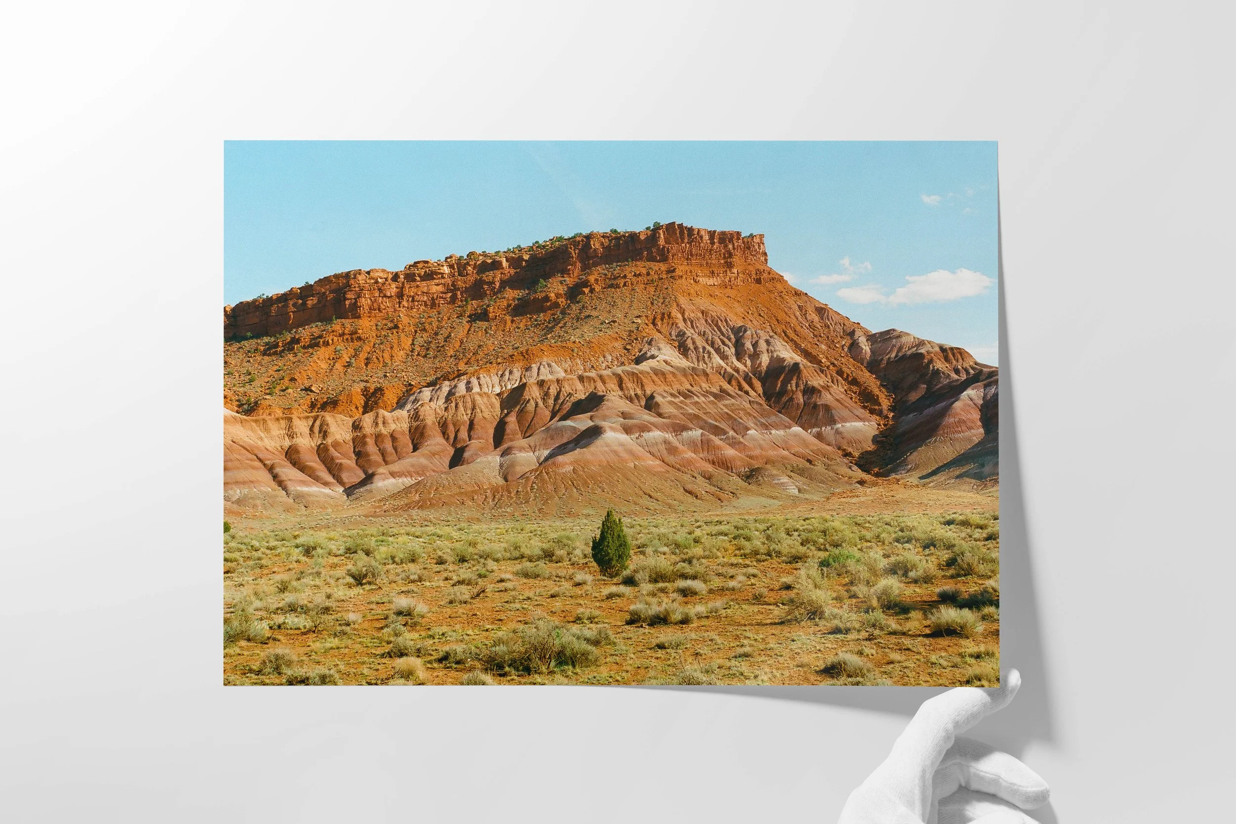 2 Paria Canyon Juniper Tree.jpg