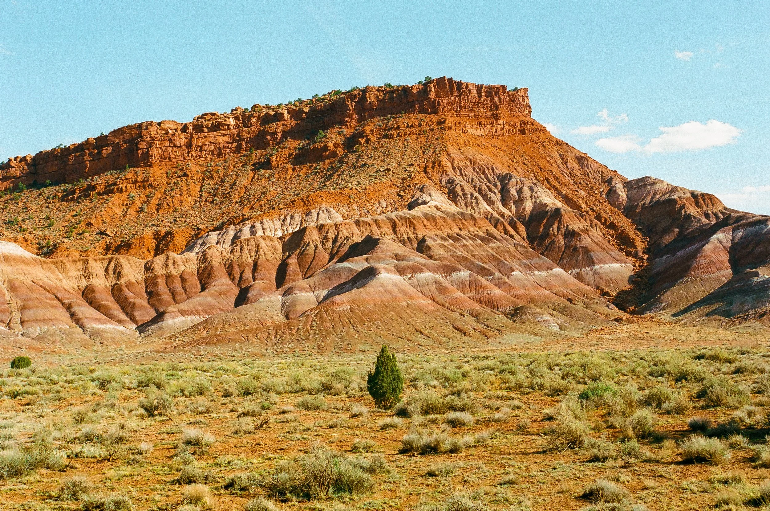 10 Paria Canyon Juniper Tree.jpg