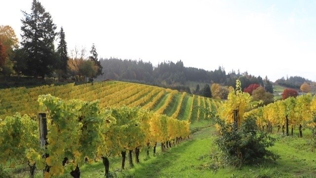 Wine Business - Oregon Gamay finds its Groove - By L.M. Archer 