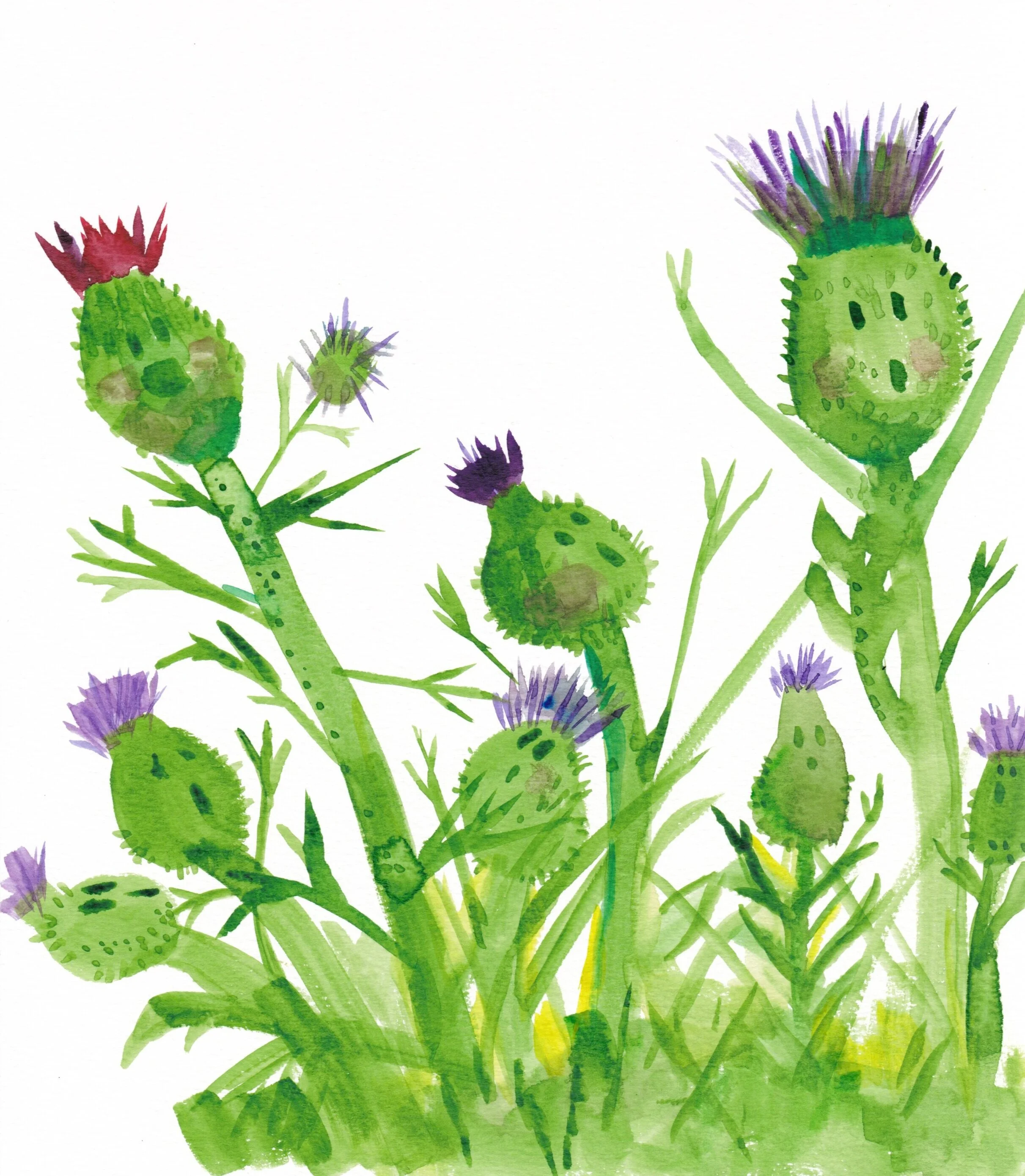 thistles.jpg
