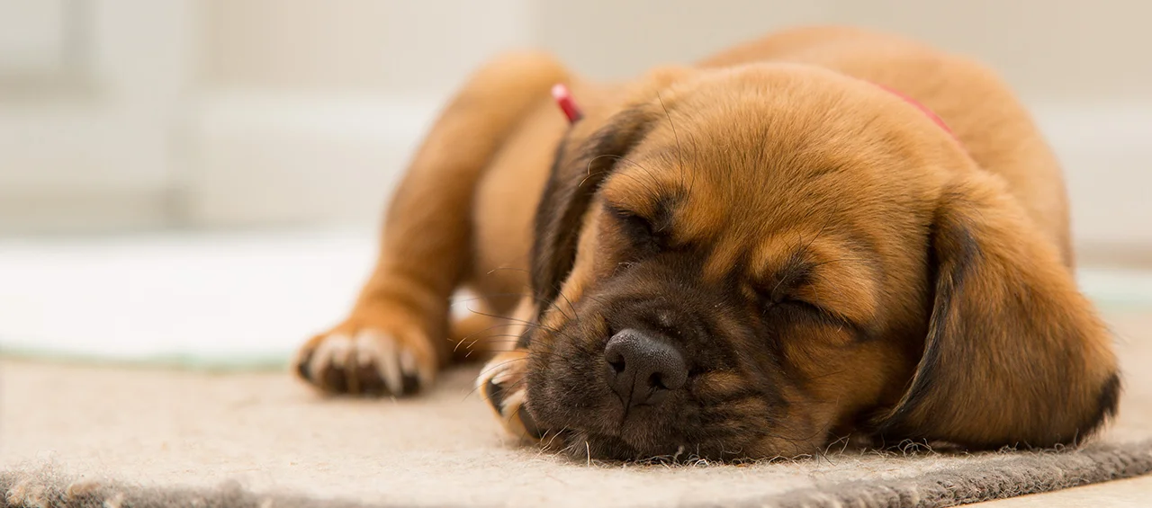 sleeping-puppy.jpg