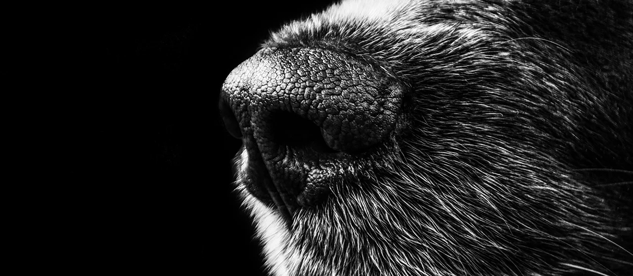 dog-nose.jpg