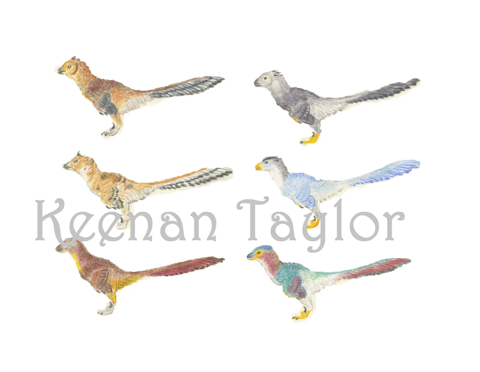 Color Study of Deinonychus antirrhopus