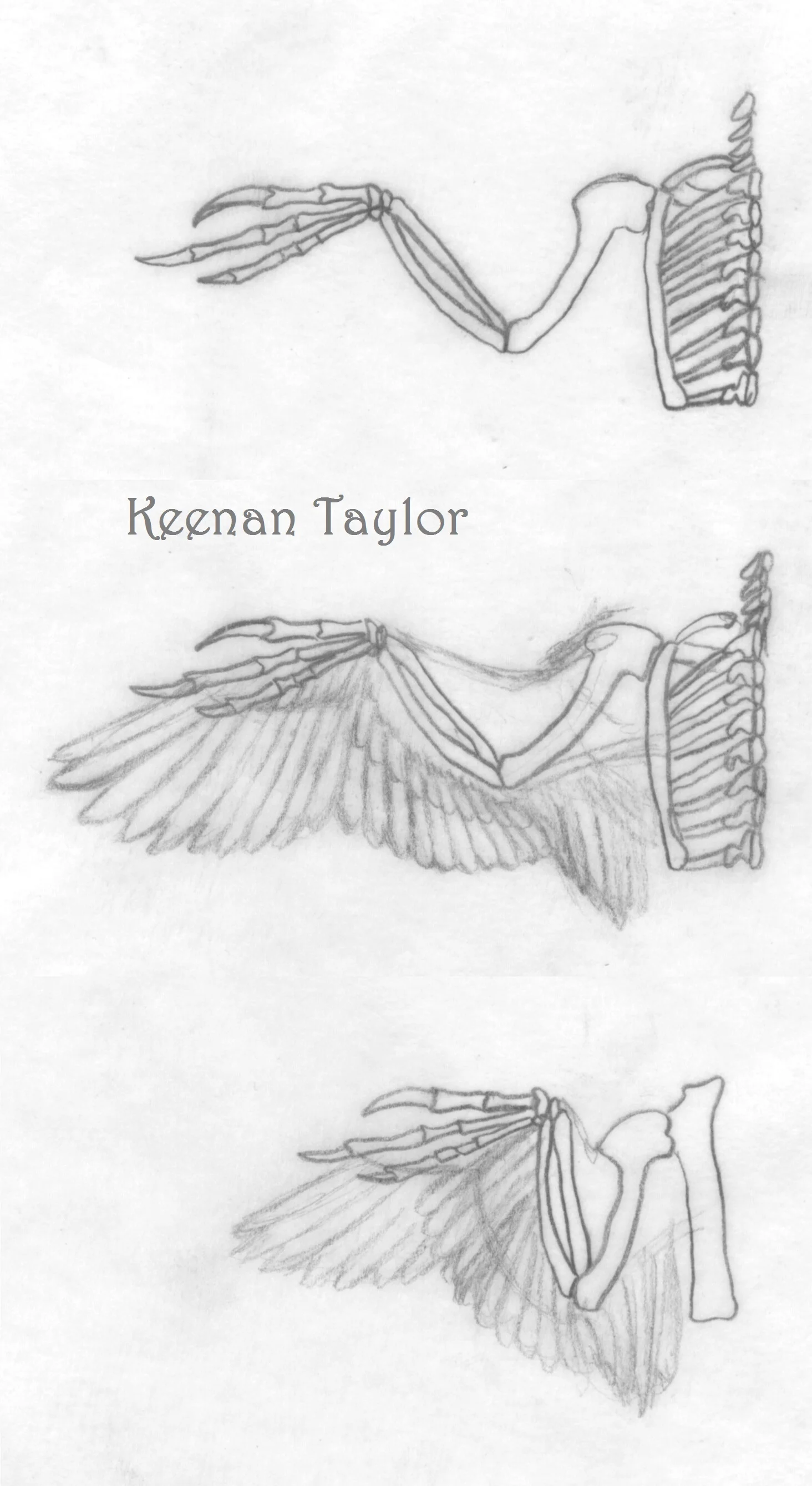 Deinonychus antirrhopus Wing Study