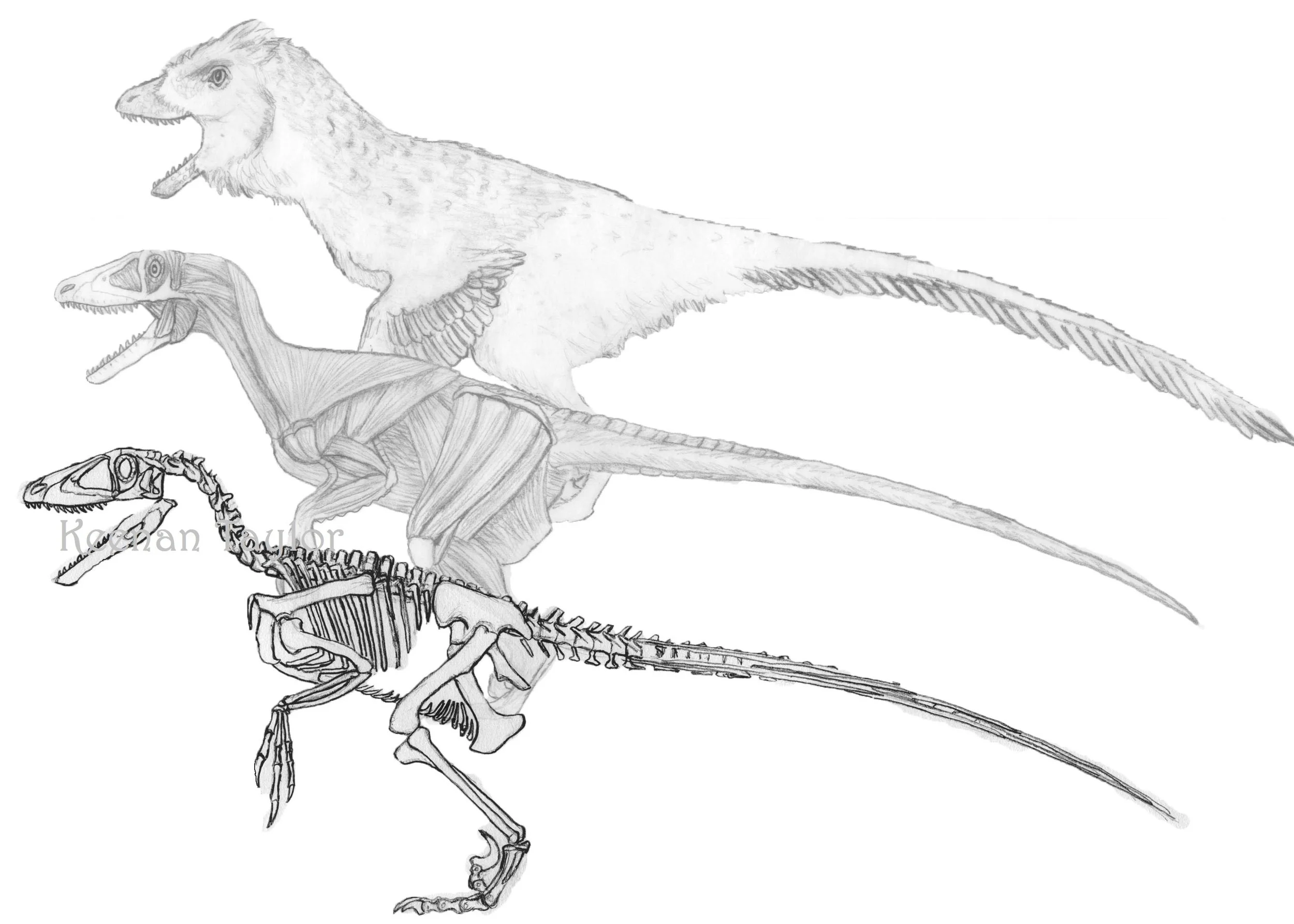 Deinonychus antirrhopus layer study