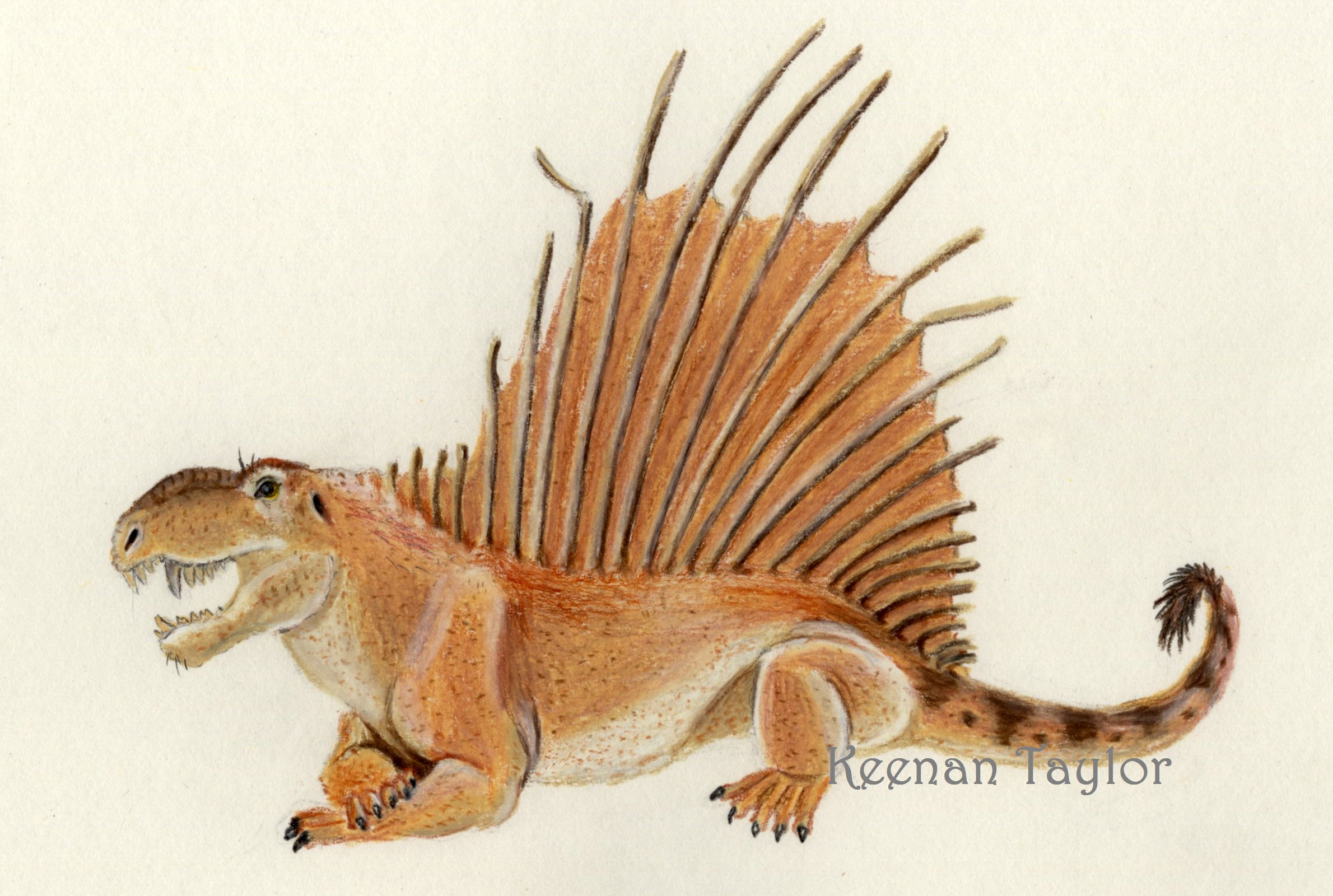 Dimetrodon borealis