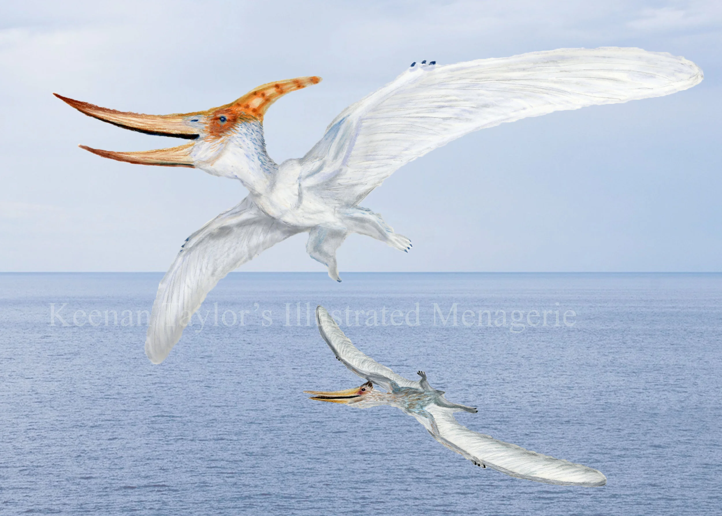 Pteranodon longiceps