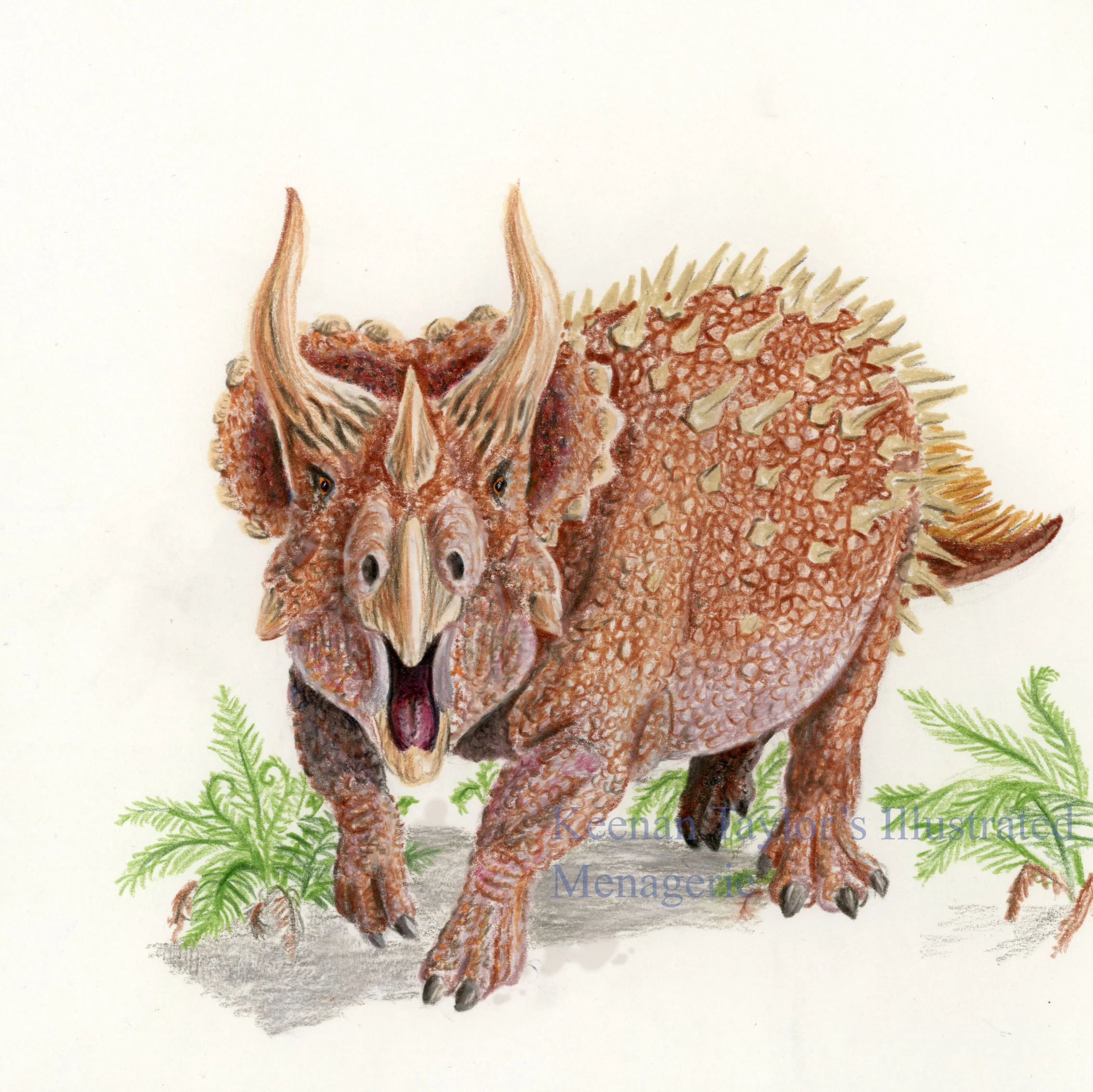 Triceratops prorsus