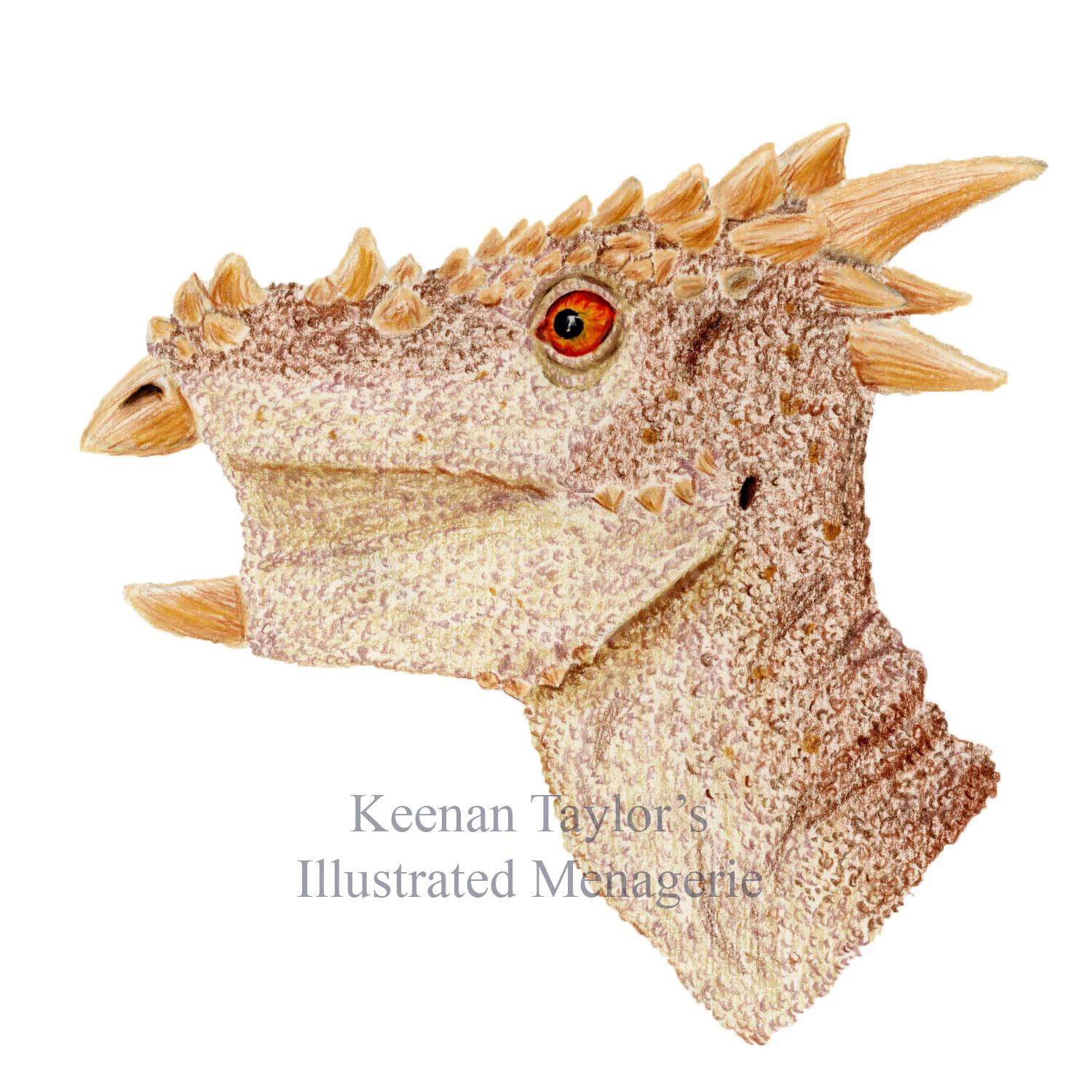 Juvenile Pachycephalosaurus wyomingensis (or Dracorex hogwartsia)