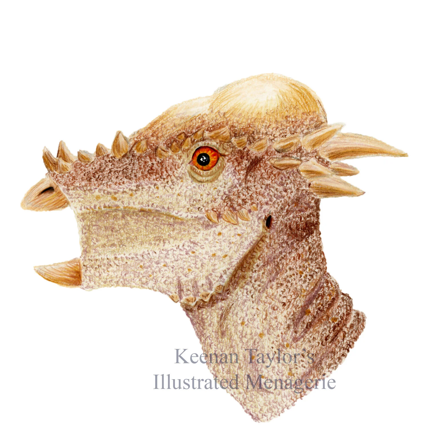 Subadult Pachycephalosaurus wyomingensis (or Stygimoloch spinifer)