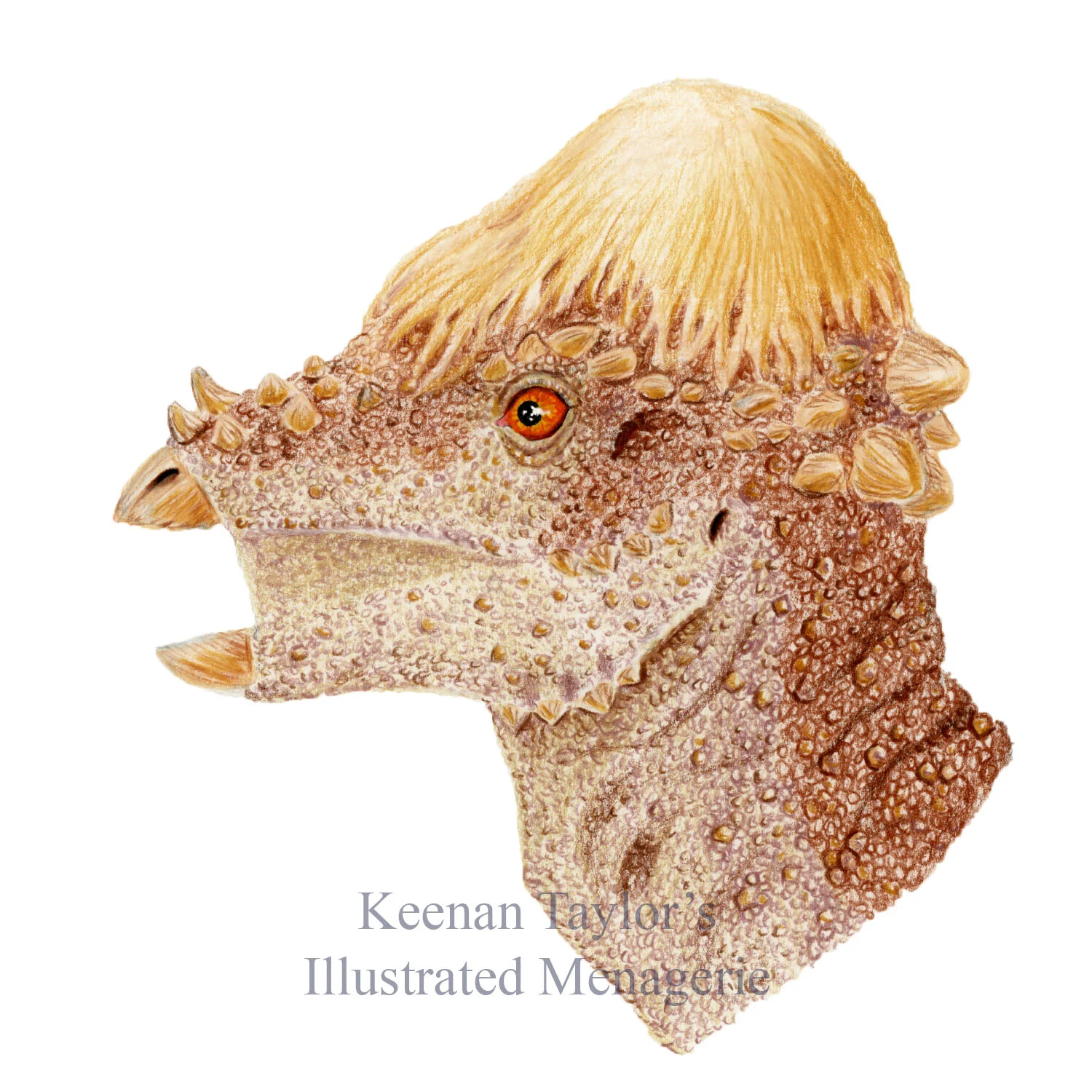 Adult Pachycephalosaurus wyomingensis