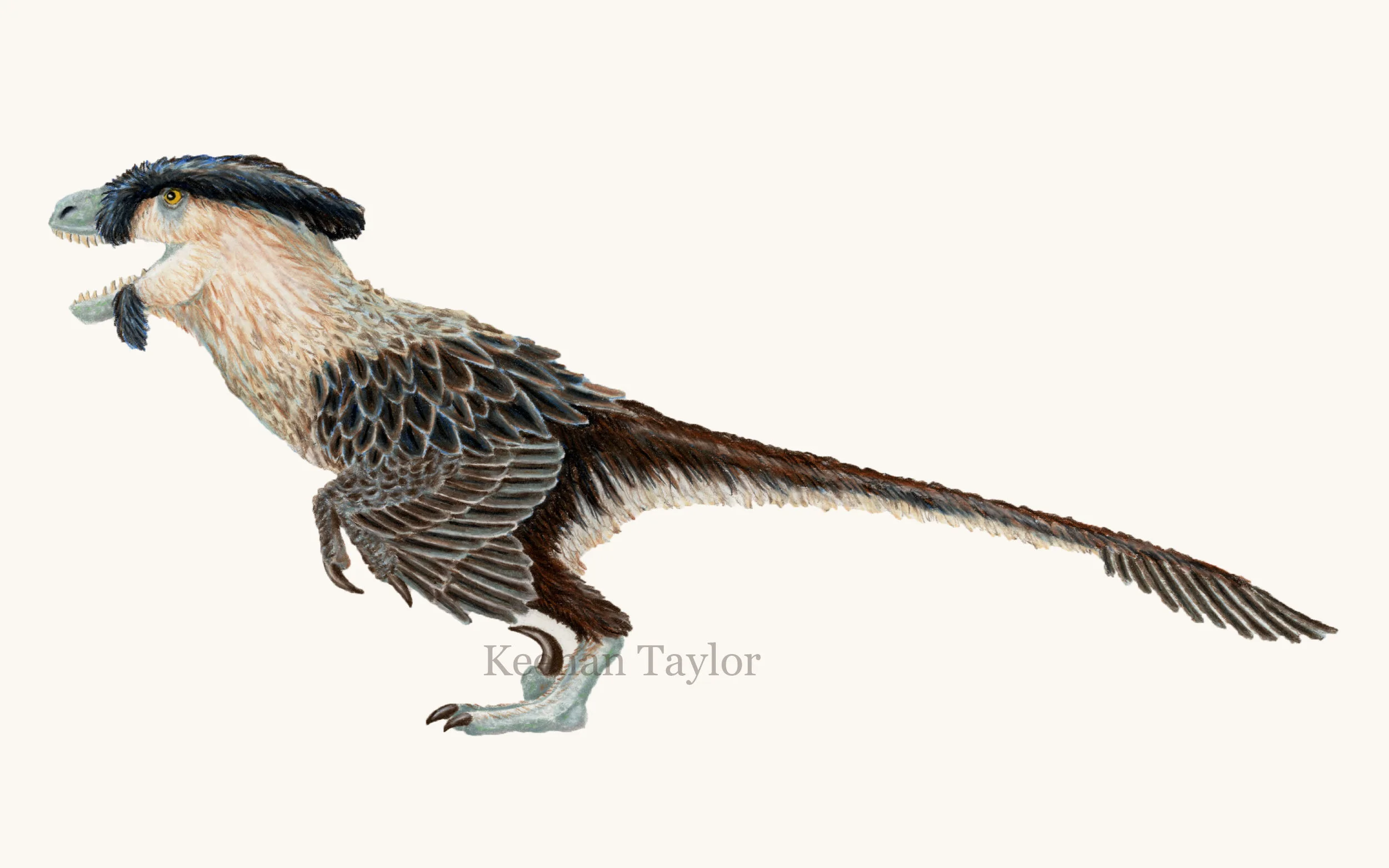 Deinonychus antirrhopus (caracara)