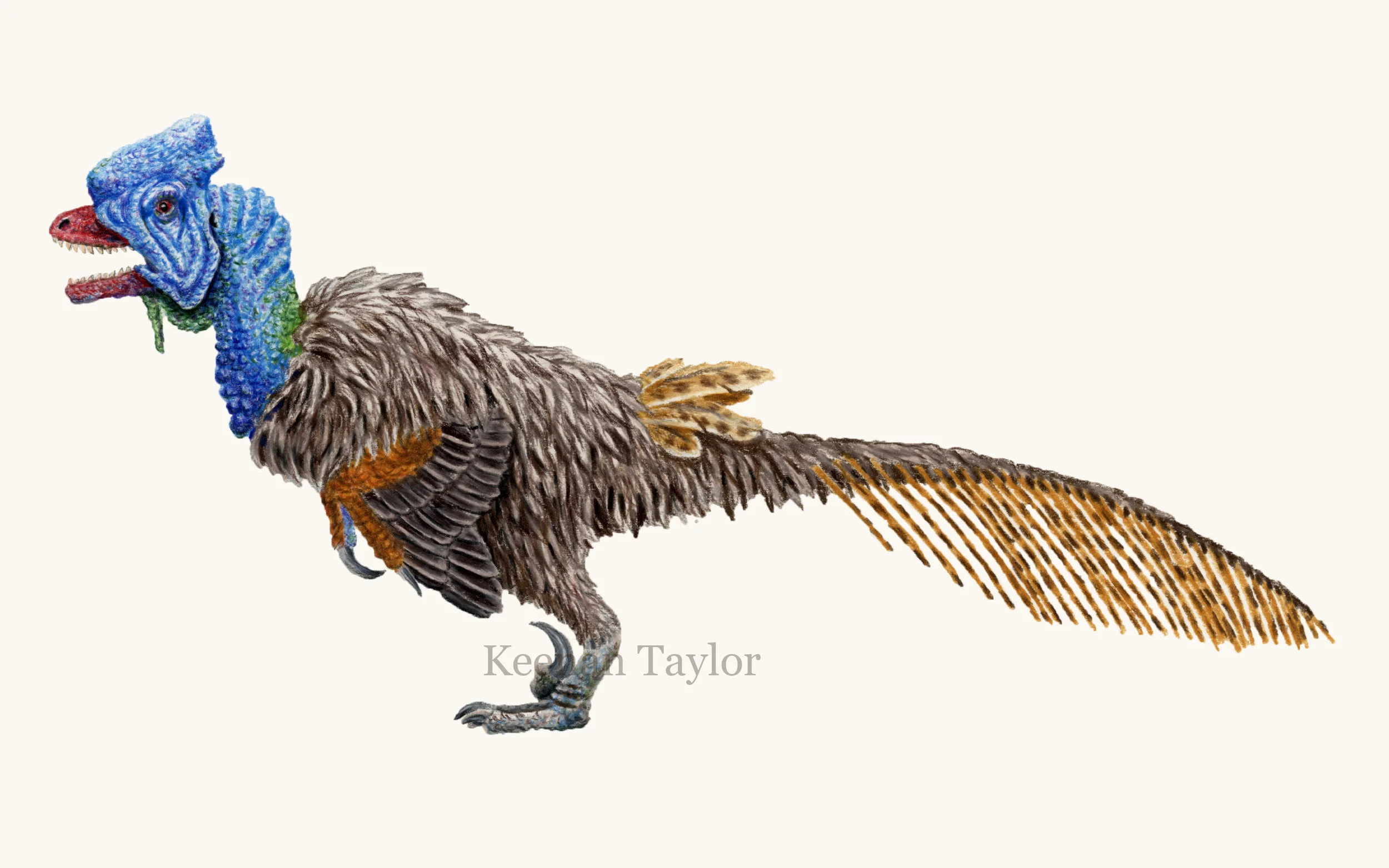 Deinonychus antirrhopus (cassowary)