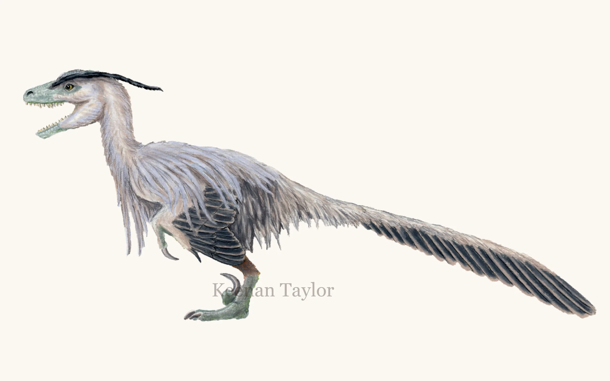 Deinonychus antirrhopus (heron)