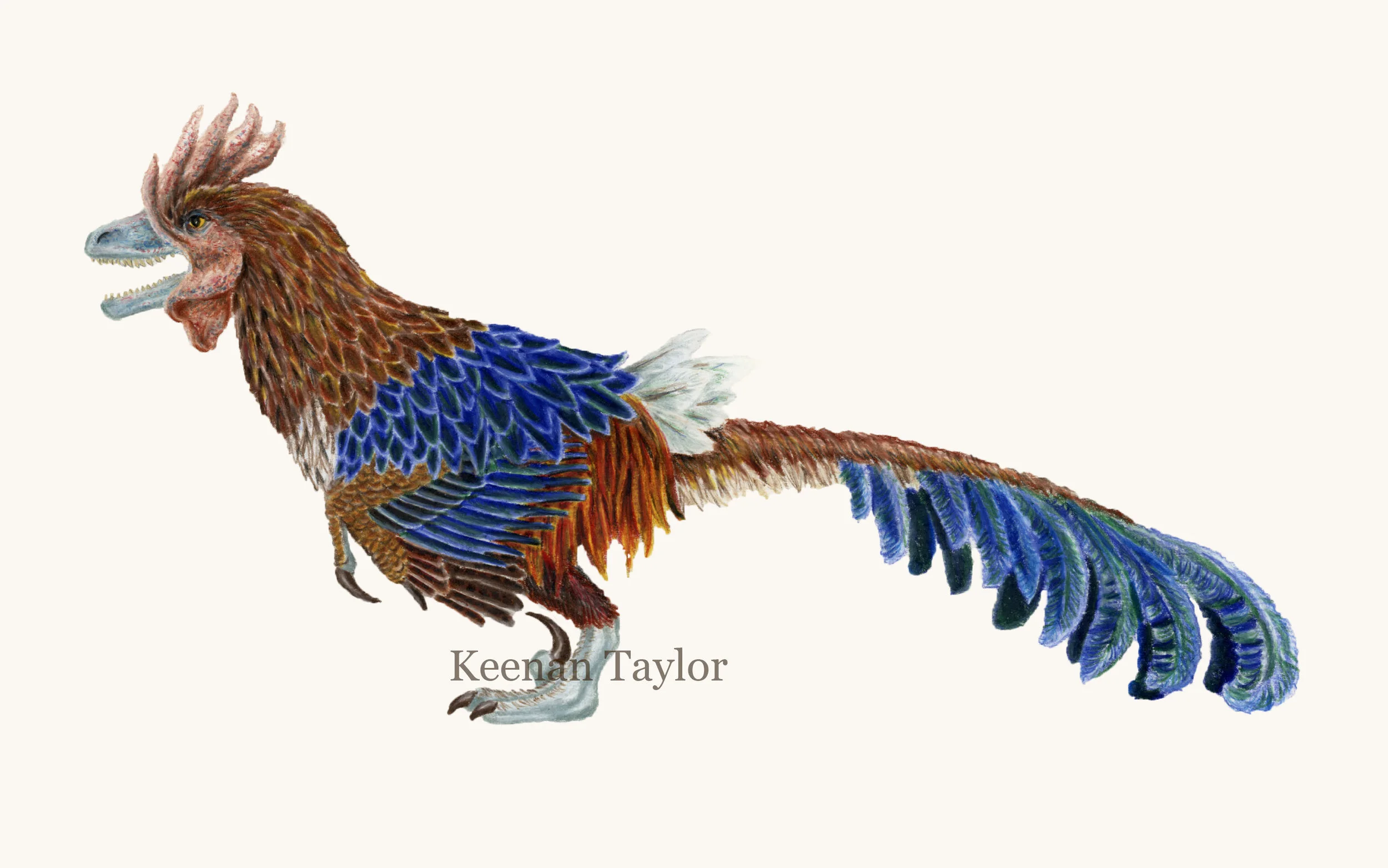 Deinonychus antirrhopus (red junglefowl)