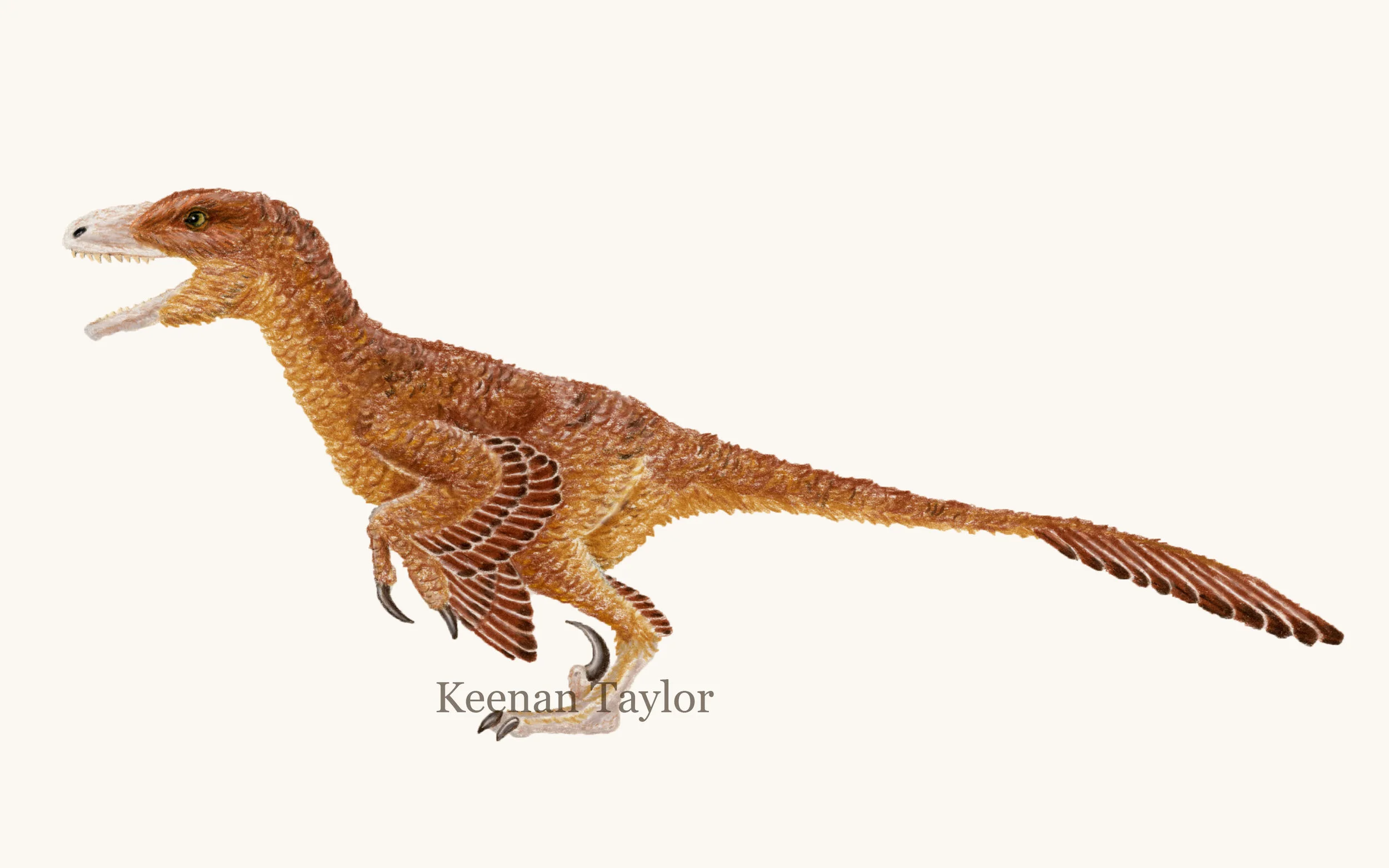 Deinonychus antirrhopus (Sinornithosaurus millennia)