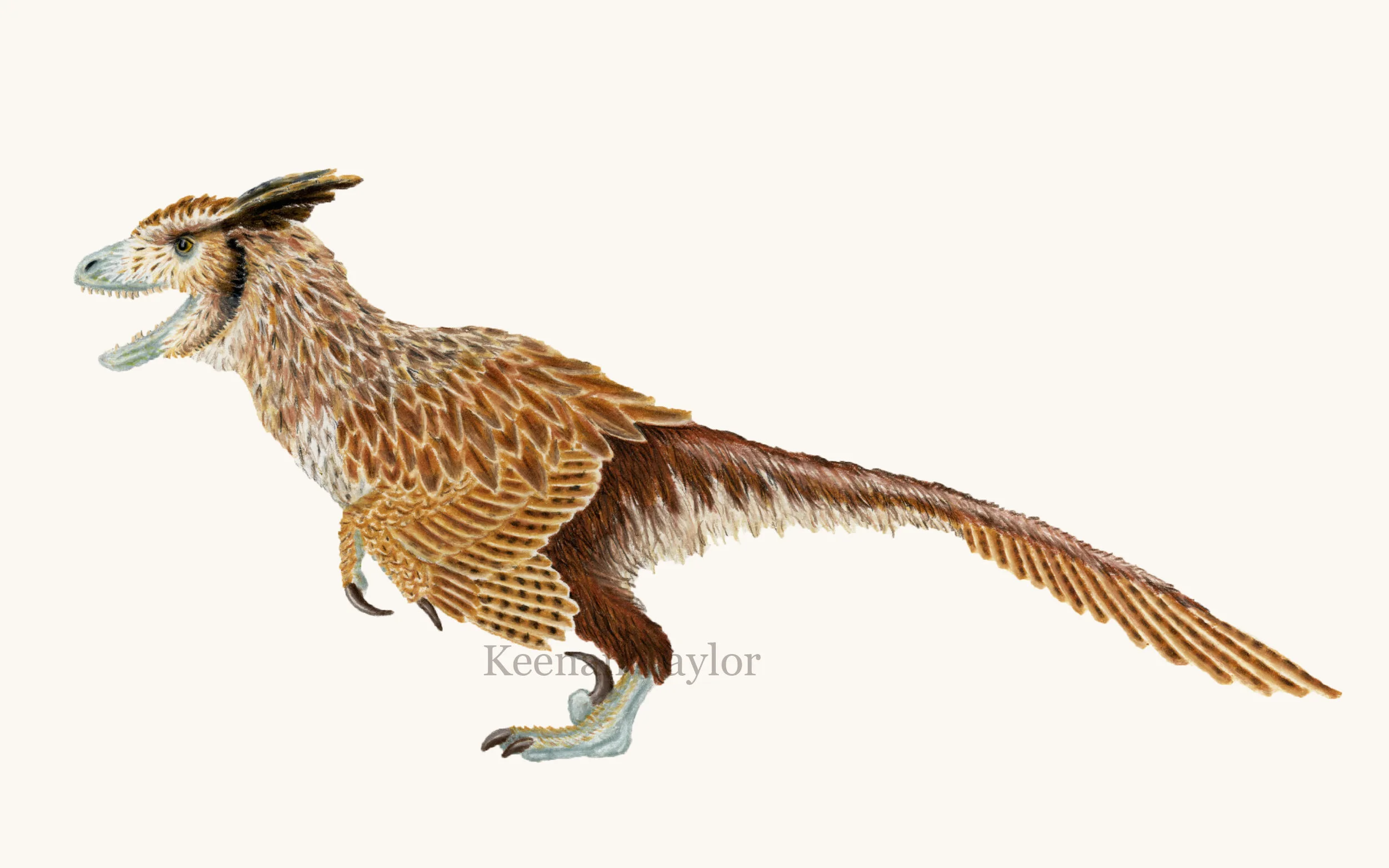 Deinonychus antirrhopus (great horned owl)