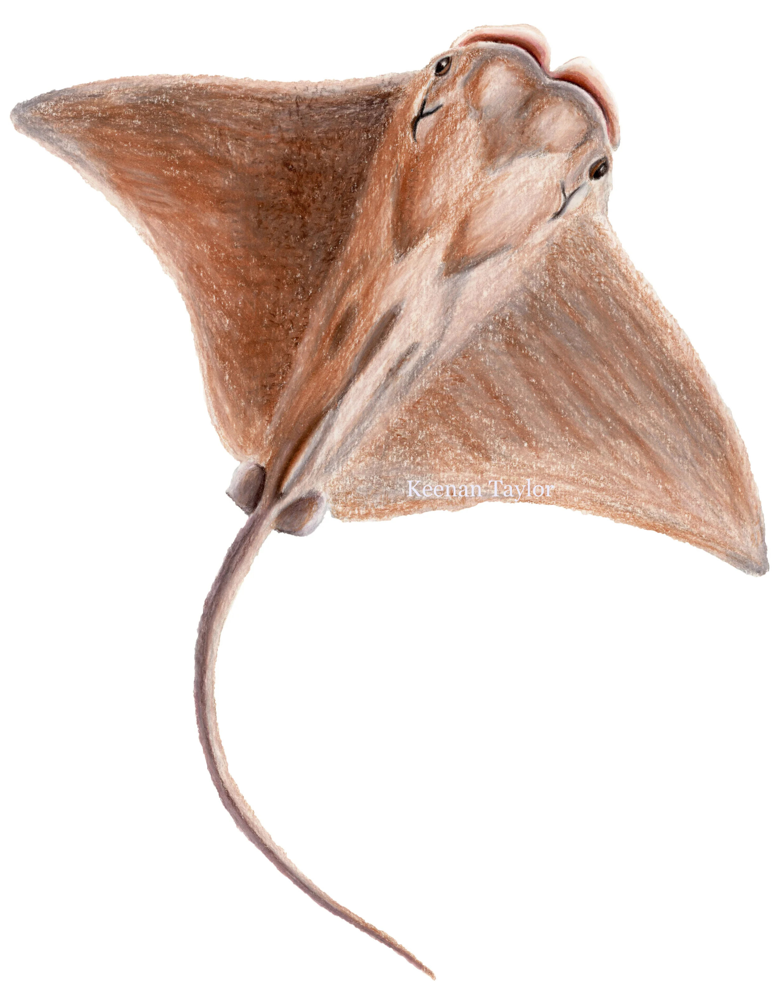 Cownose Ray (Rhinoptera bonasus)