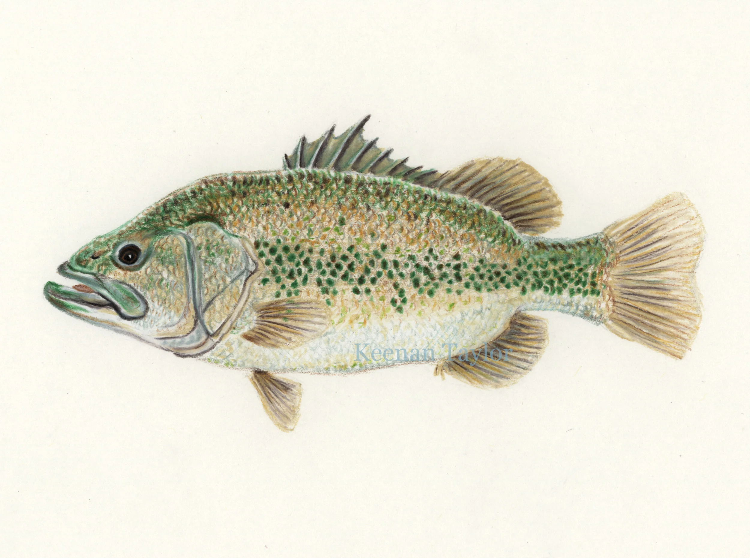 Largemouth Bass (Micropterus salmoides)