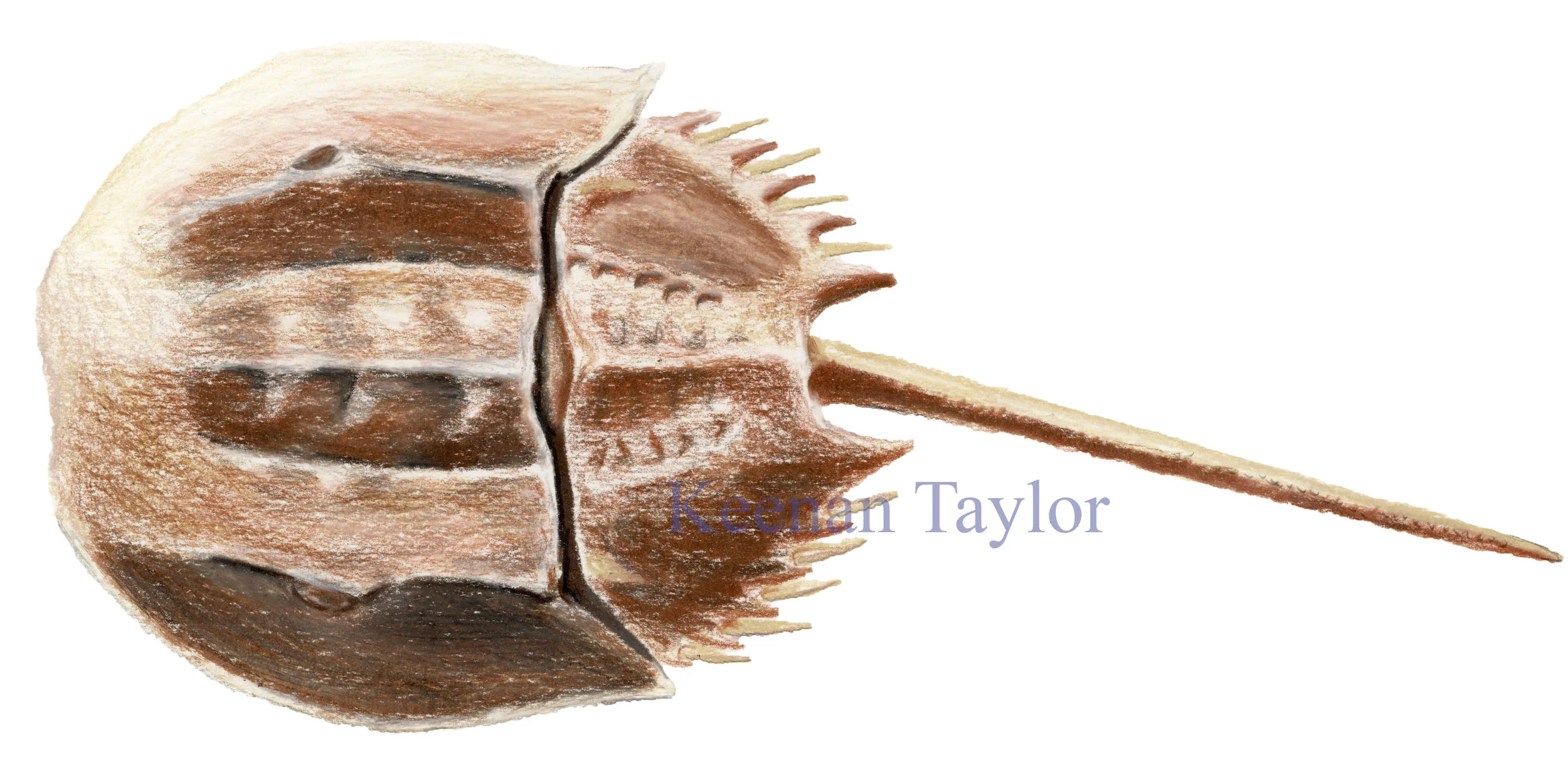 Atlantic Horseshoe Crab (Limulus polyphemus)