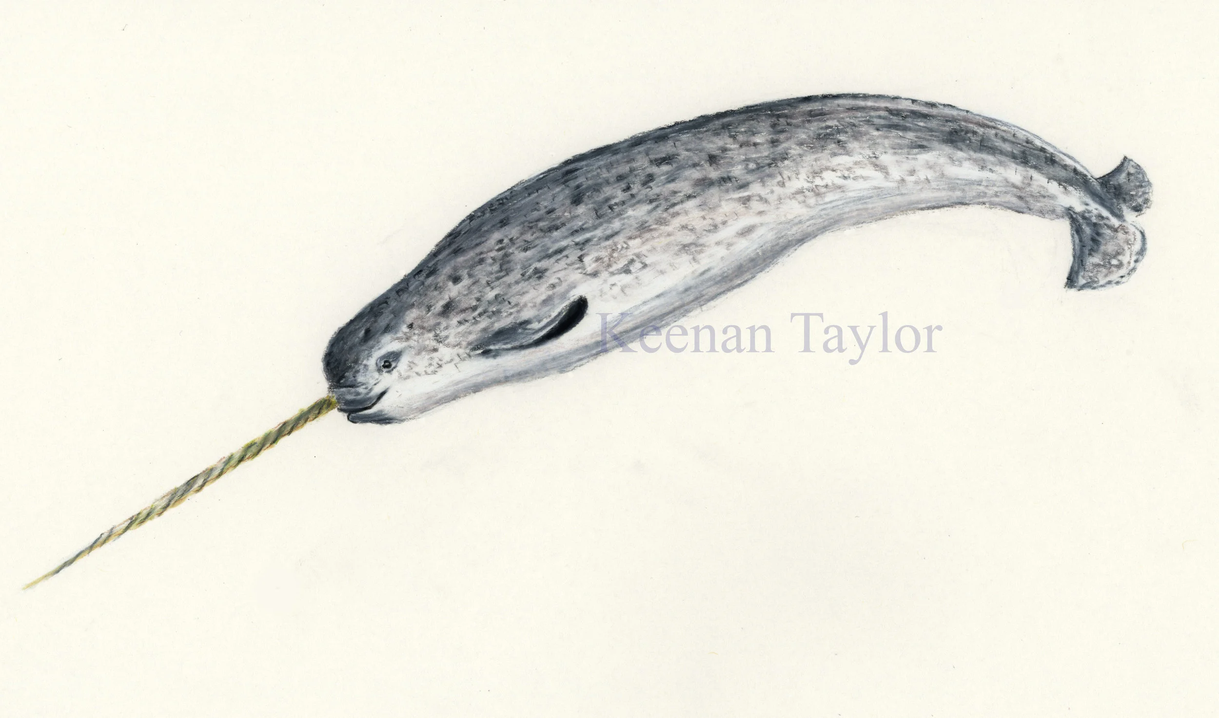 Narwhal (Monodon monoceros)