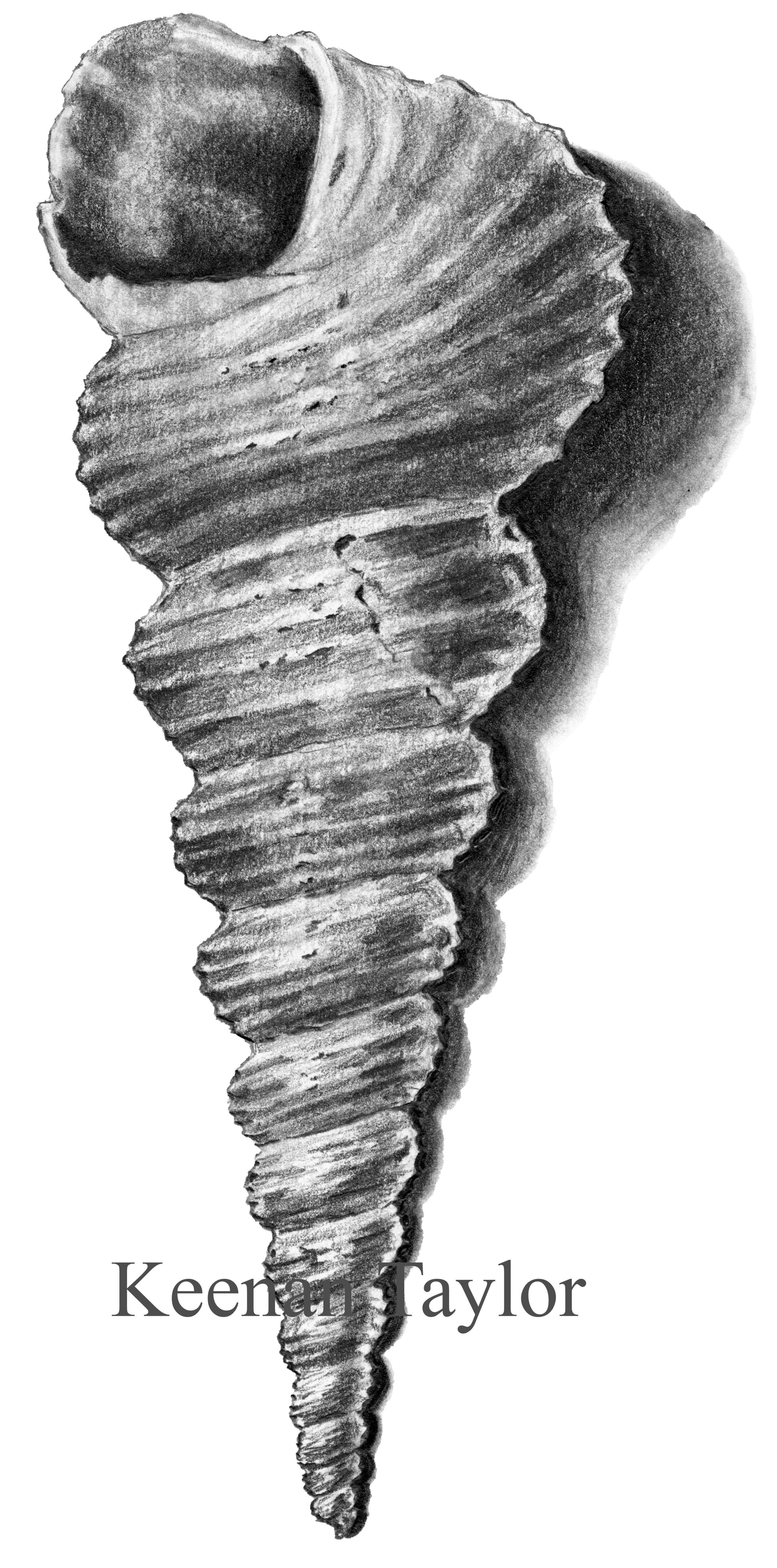 Tower Snail (Turritella communis)