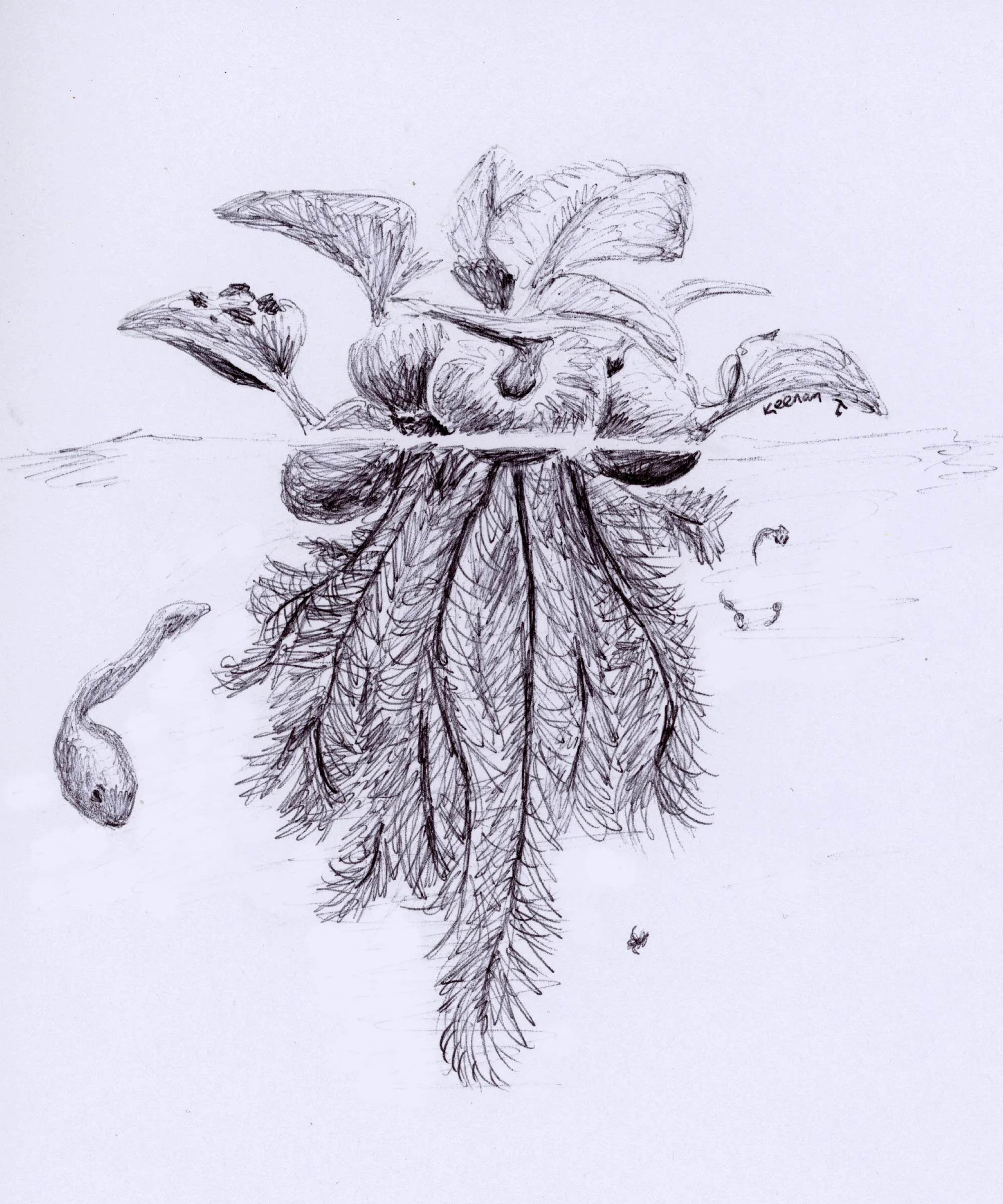 Water Hyacinth (Eichhornia crassipes)