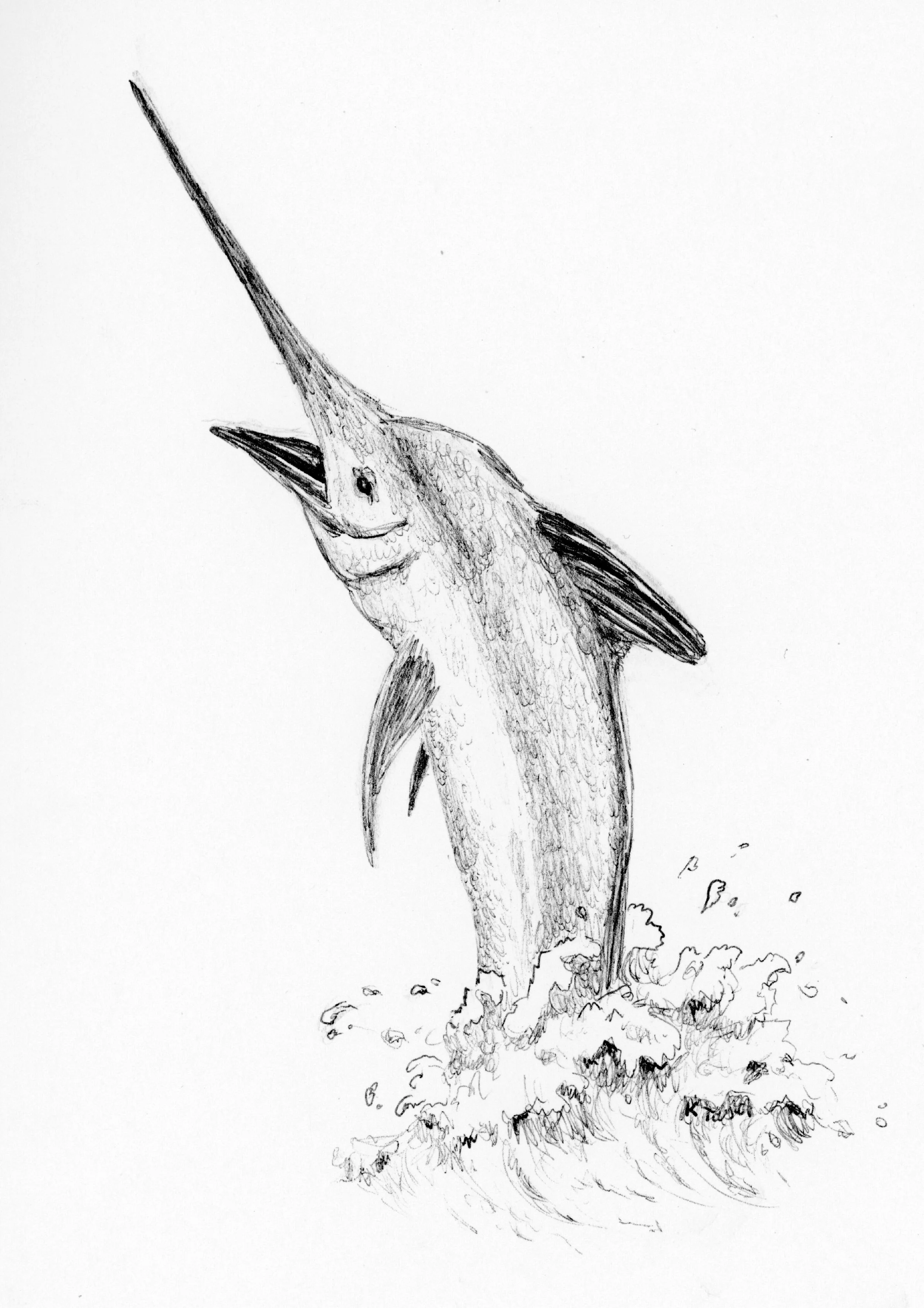 Swordfish (Xiphias gladius)