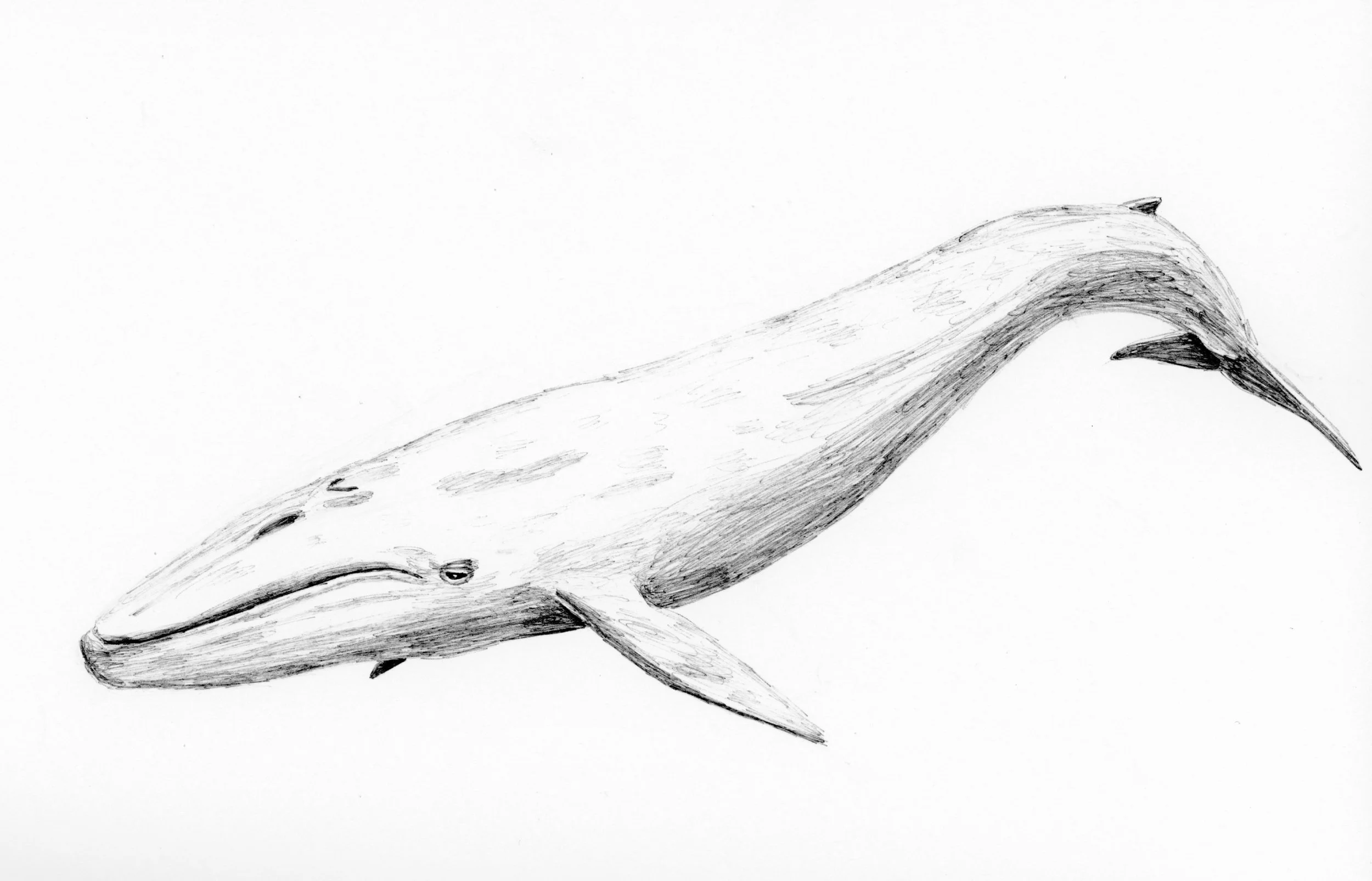 Blue Whale (Balaenoptera musclulus)