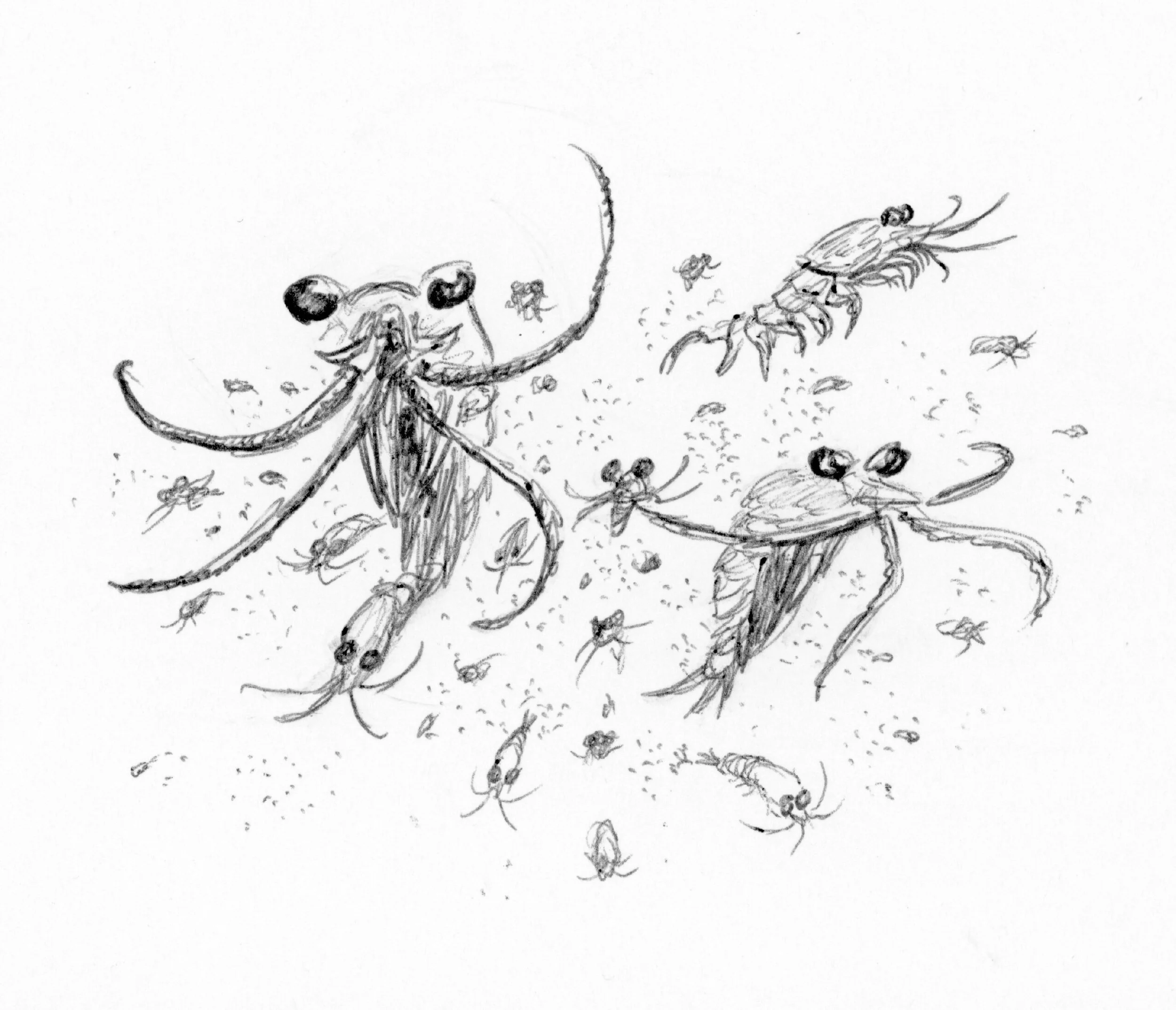 Krill (Order Euphausiacea)