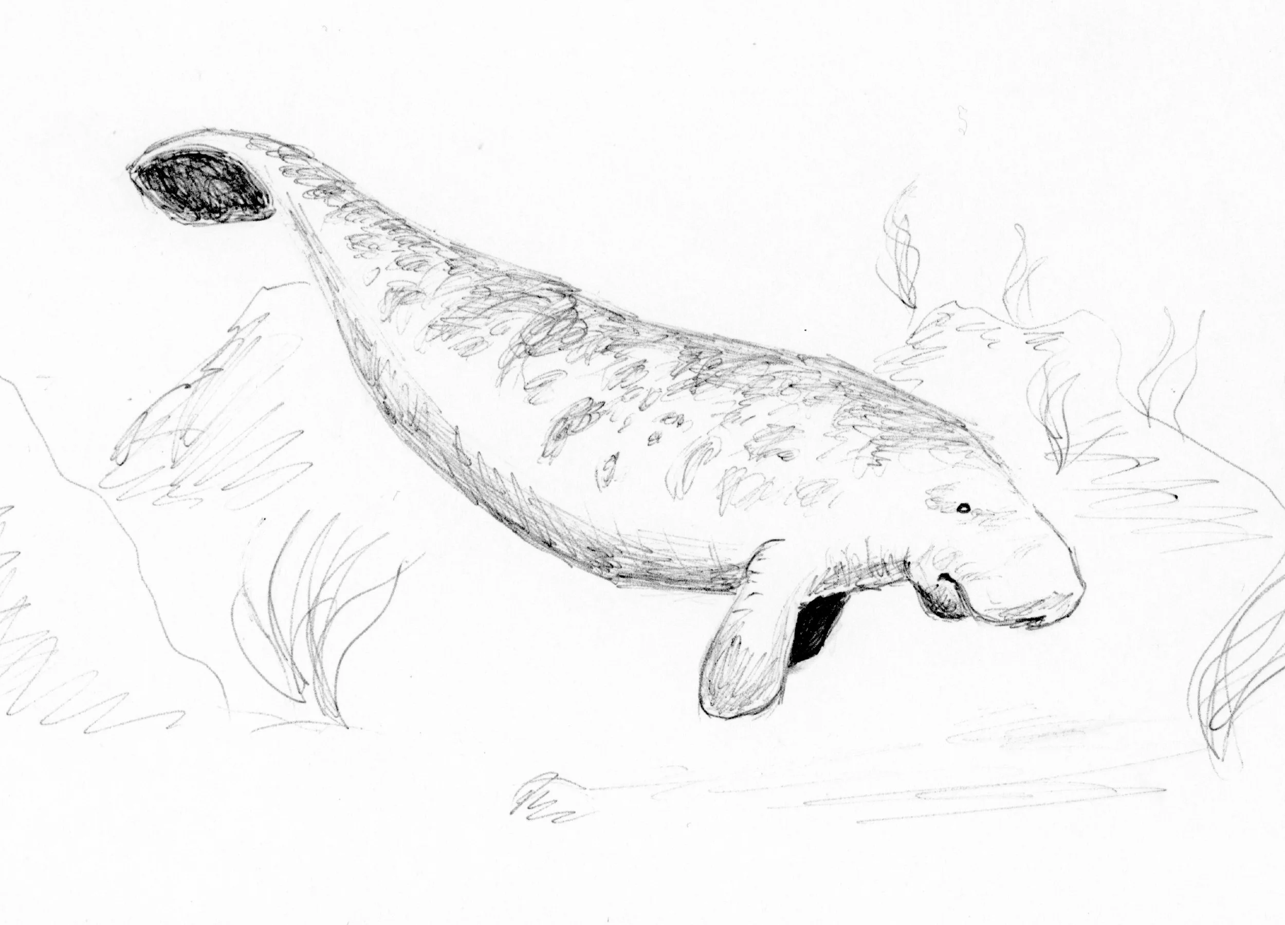 Manatee 
