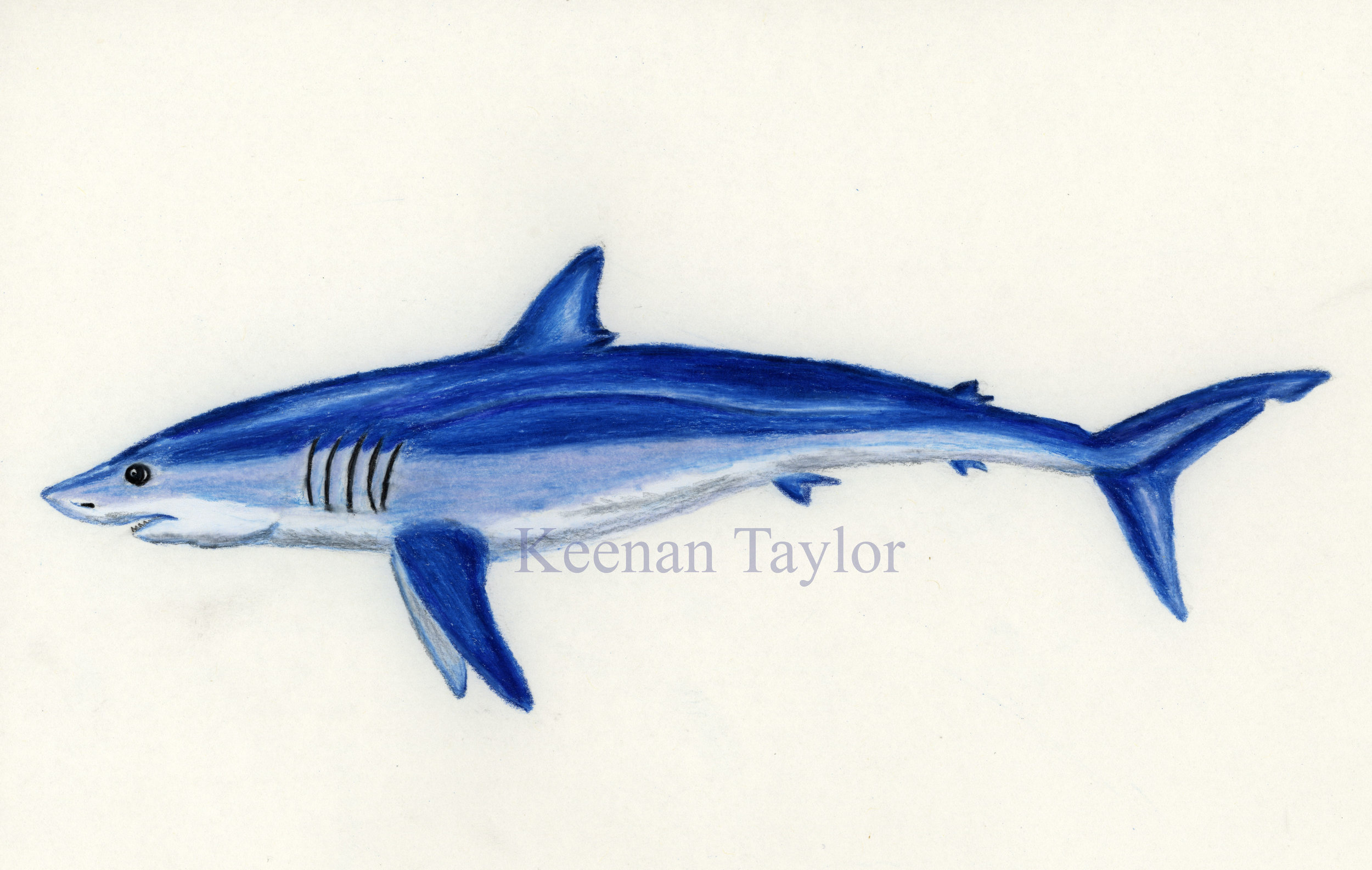 Shortfin Mako