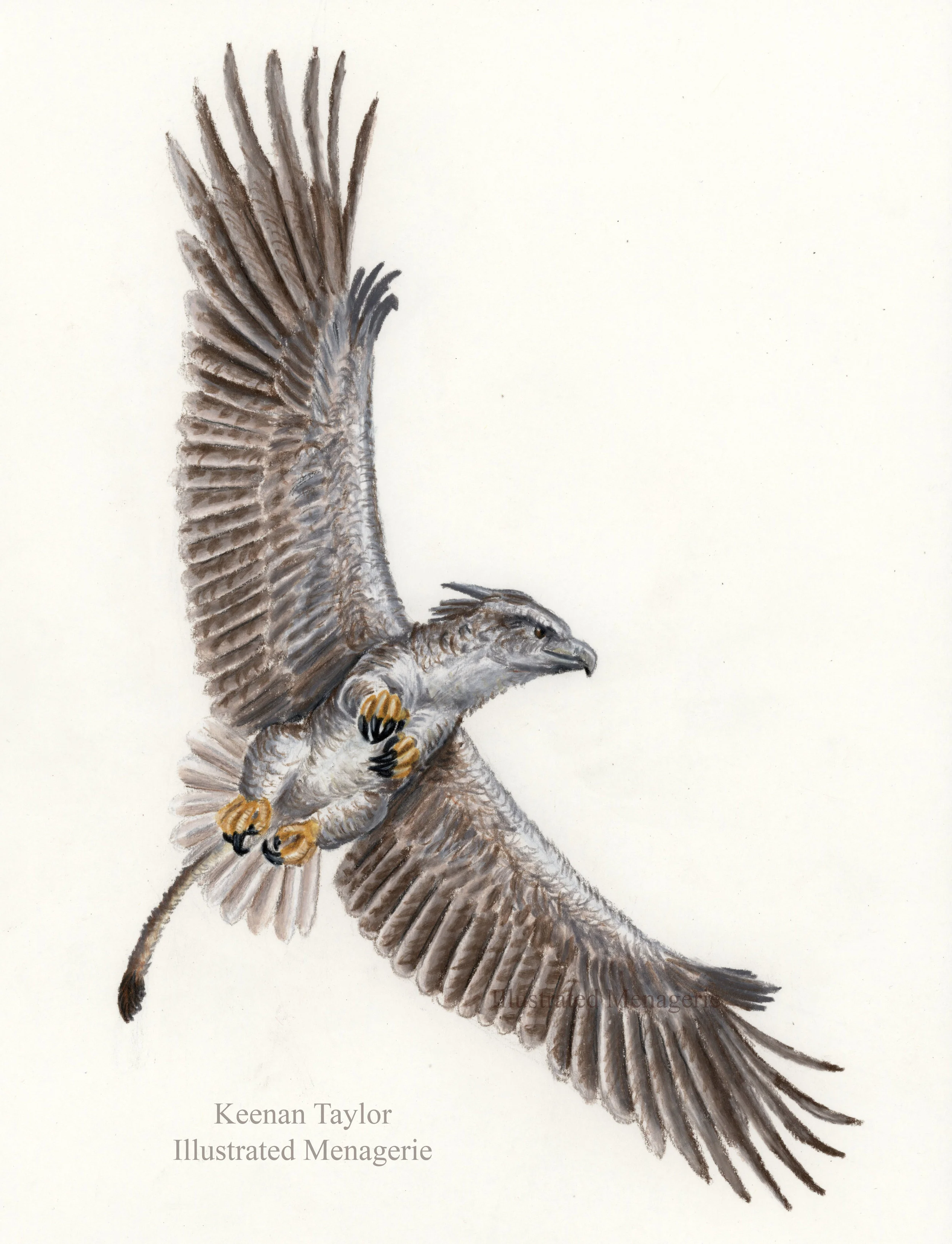 Griffin