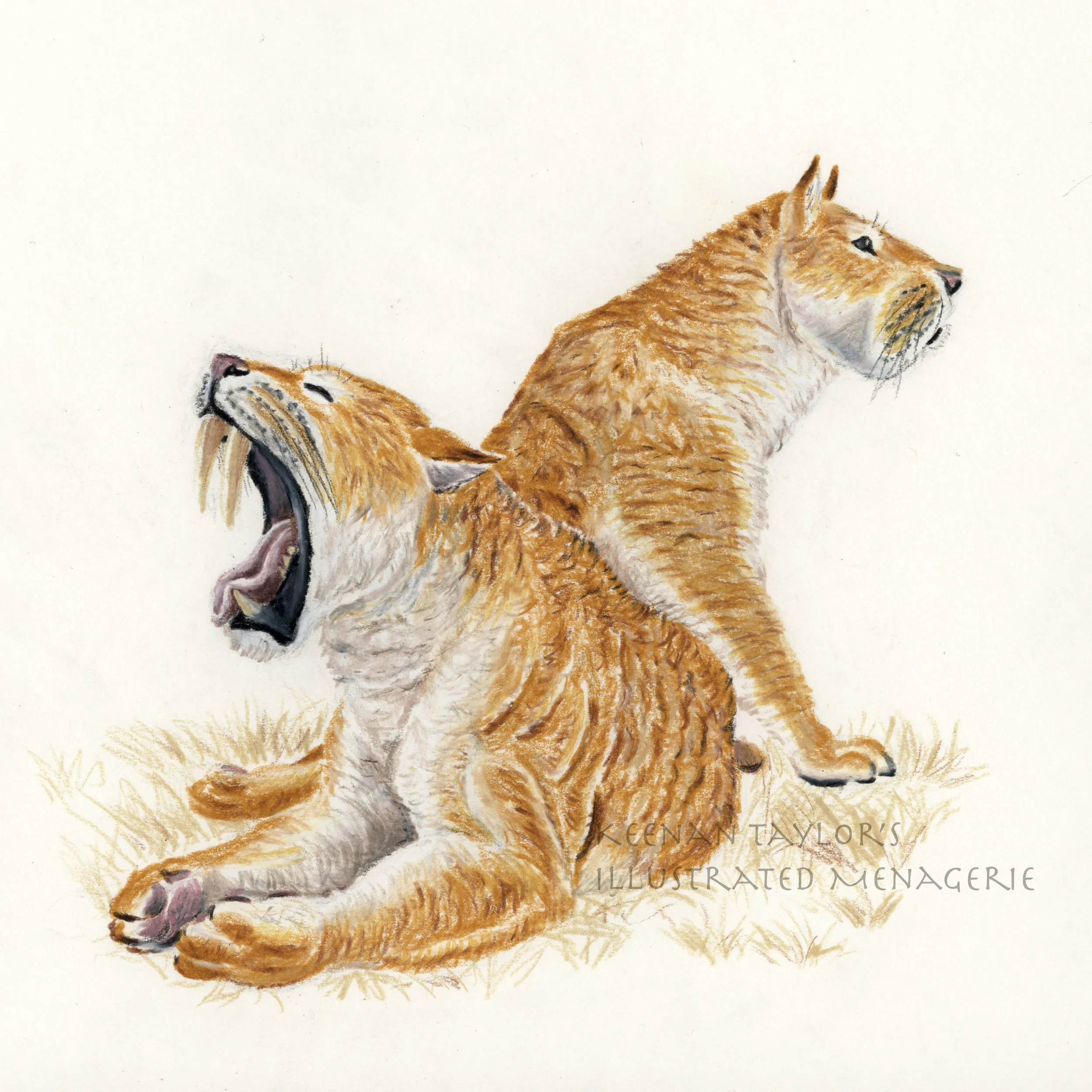 Smilodon populator