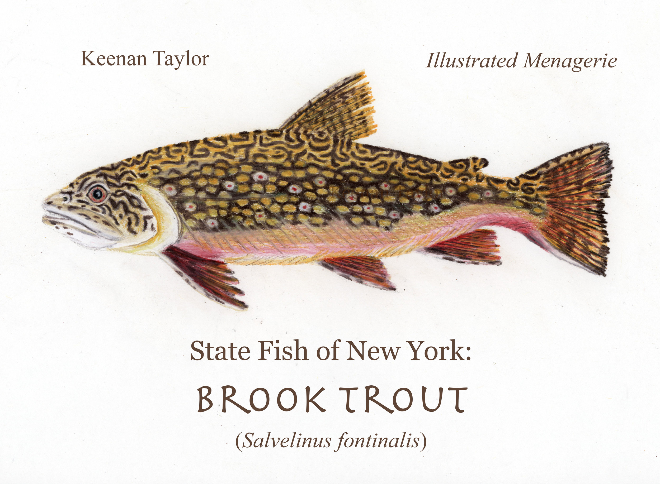 Brook Trout (Salvelinus frontinalis)