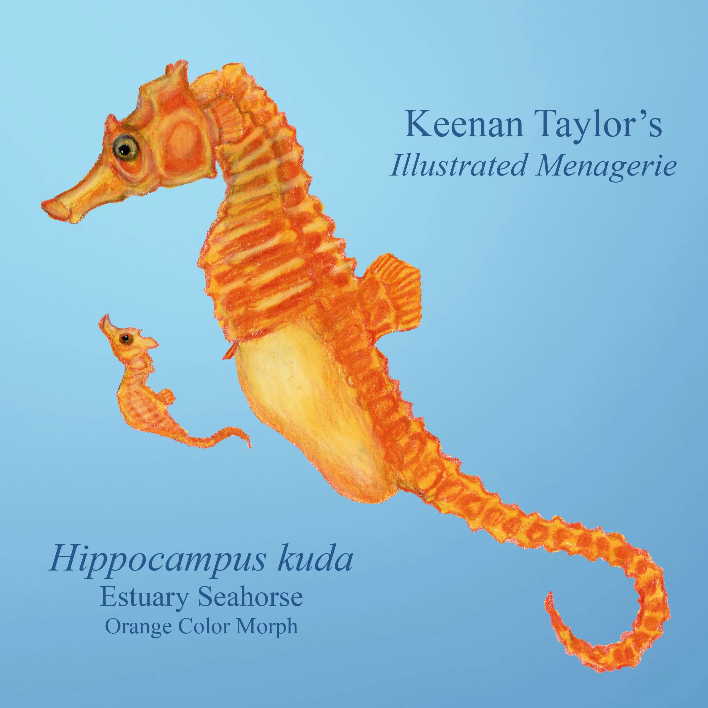 Estuary Seahorse (Hippocampus kuda)