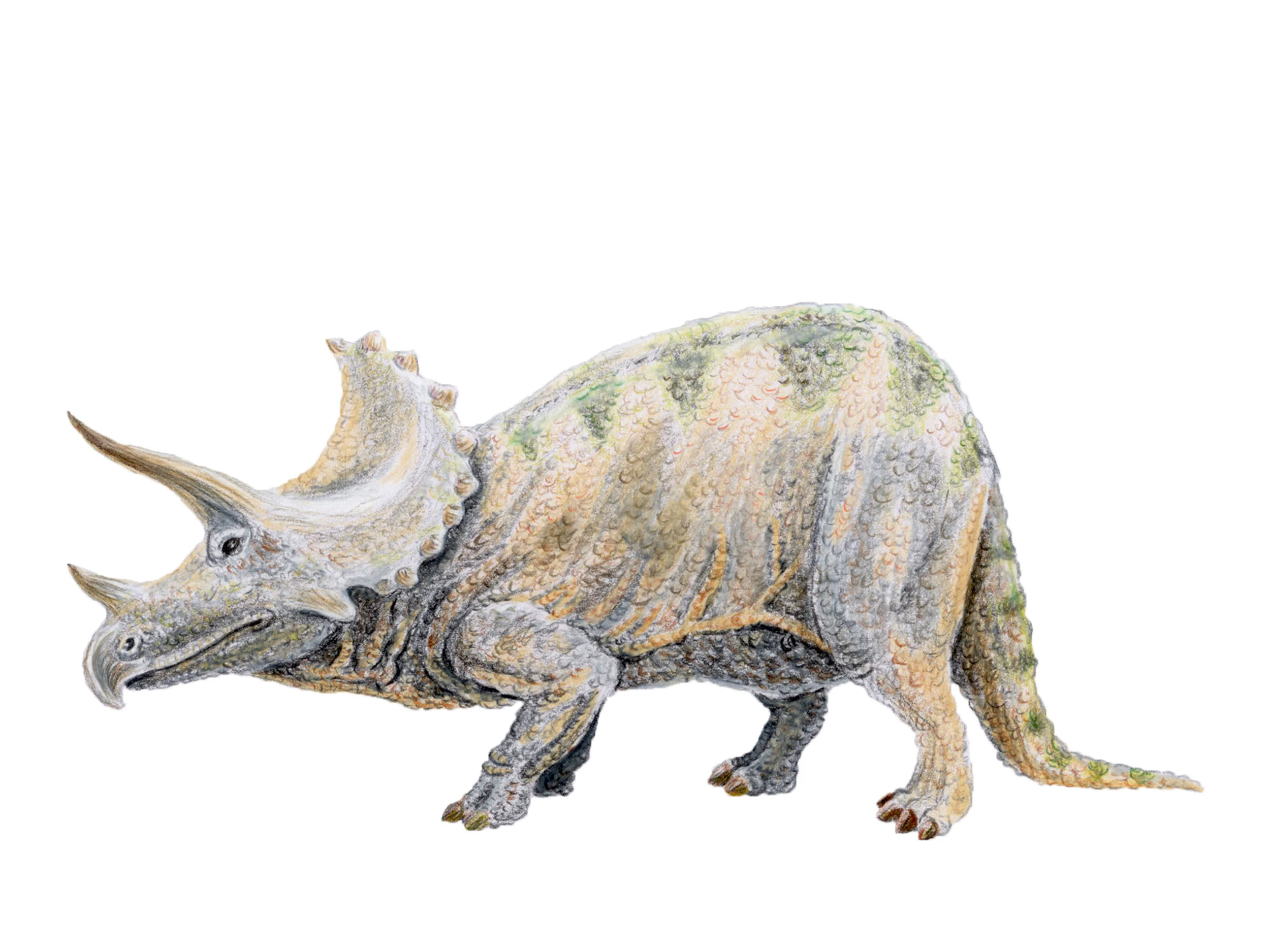 Triceratops prorsus (1910's style)
