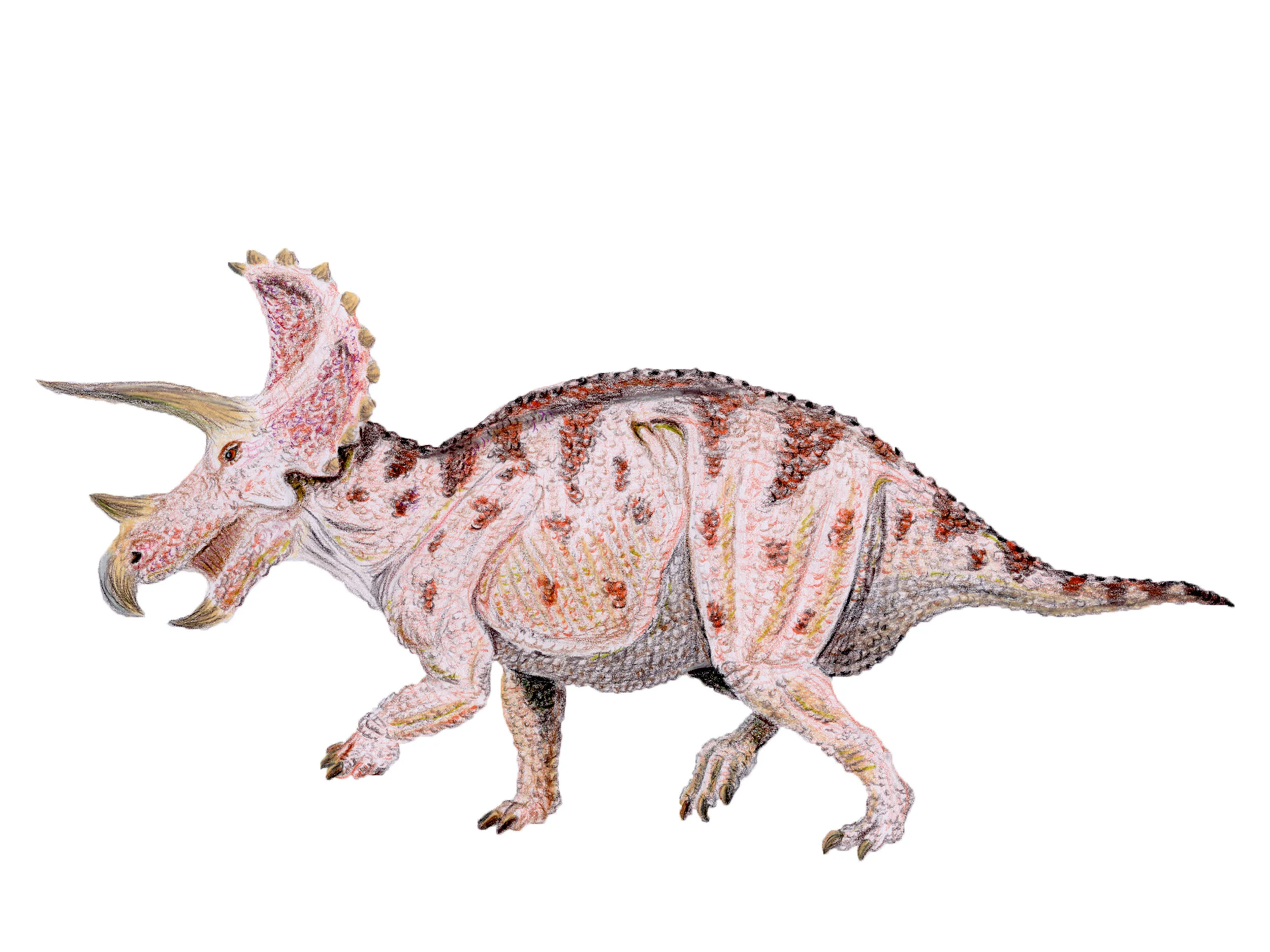 Triceratops prorsus (1980's-1990's style)