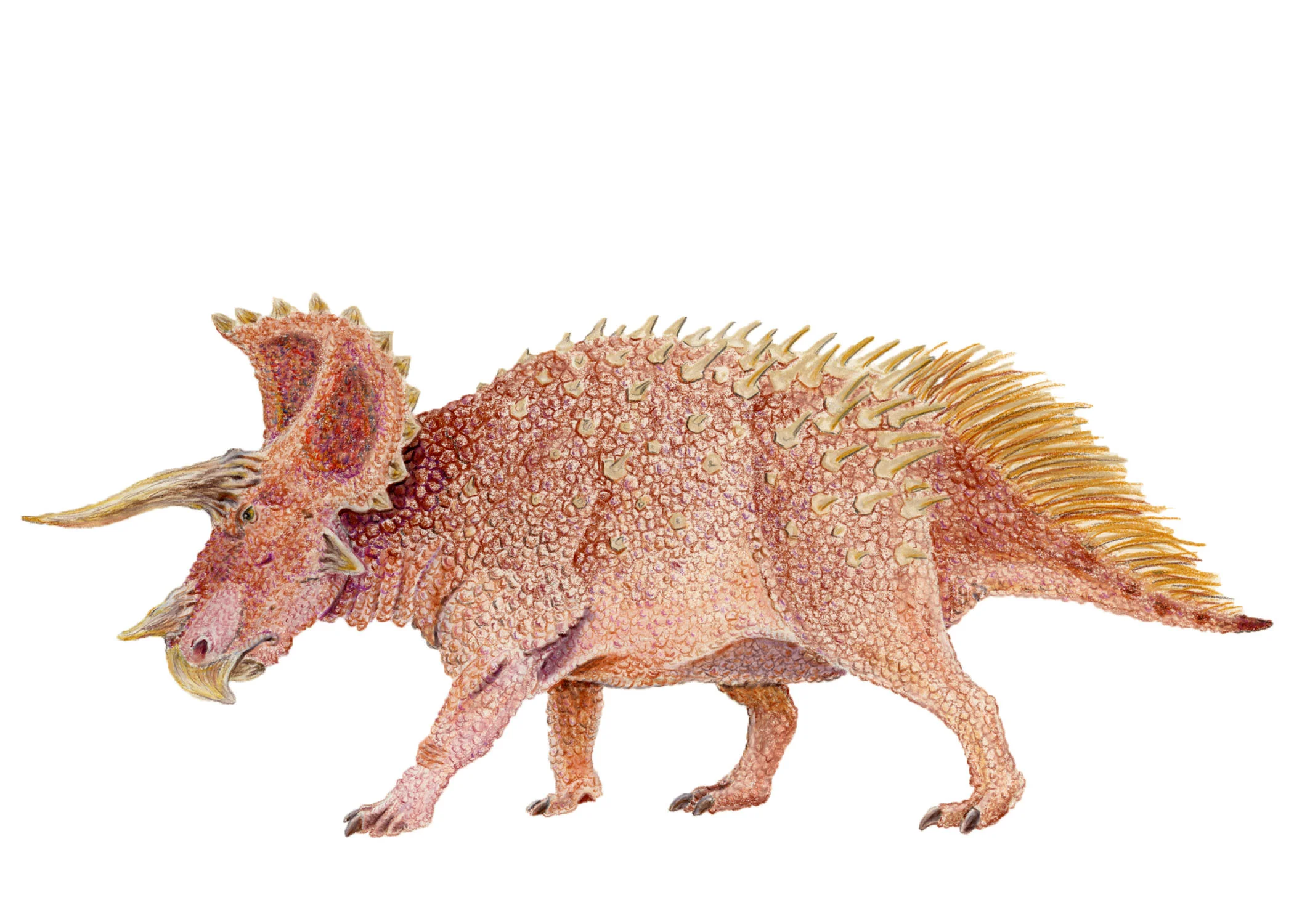 Triceratops prorsus (contemporary)