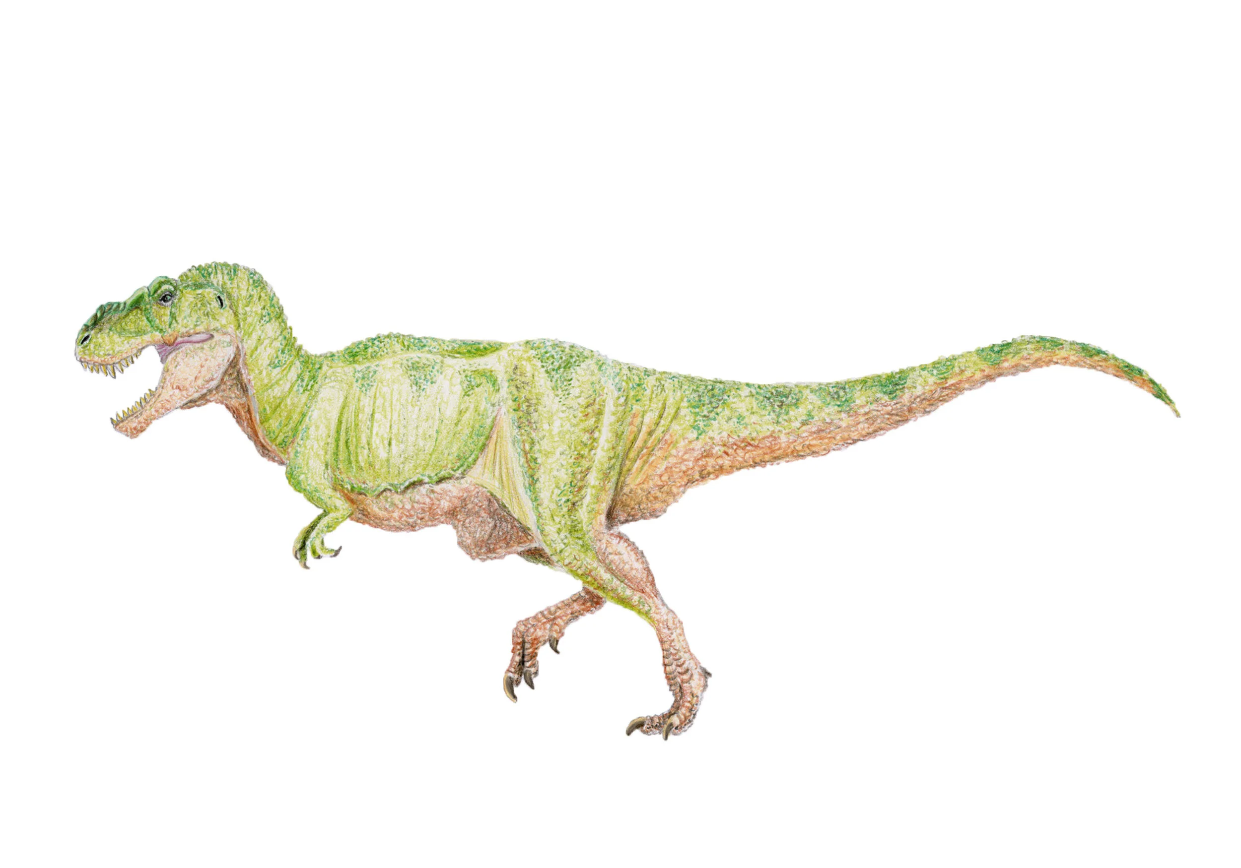 Tyrannosaurus rex (1970's-1980's style)