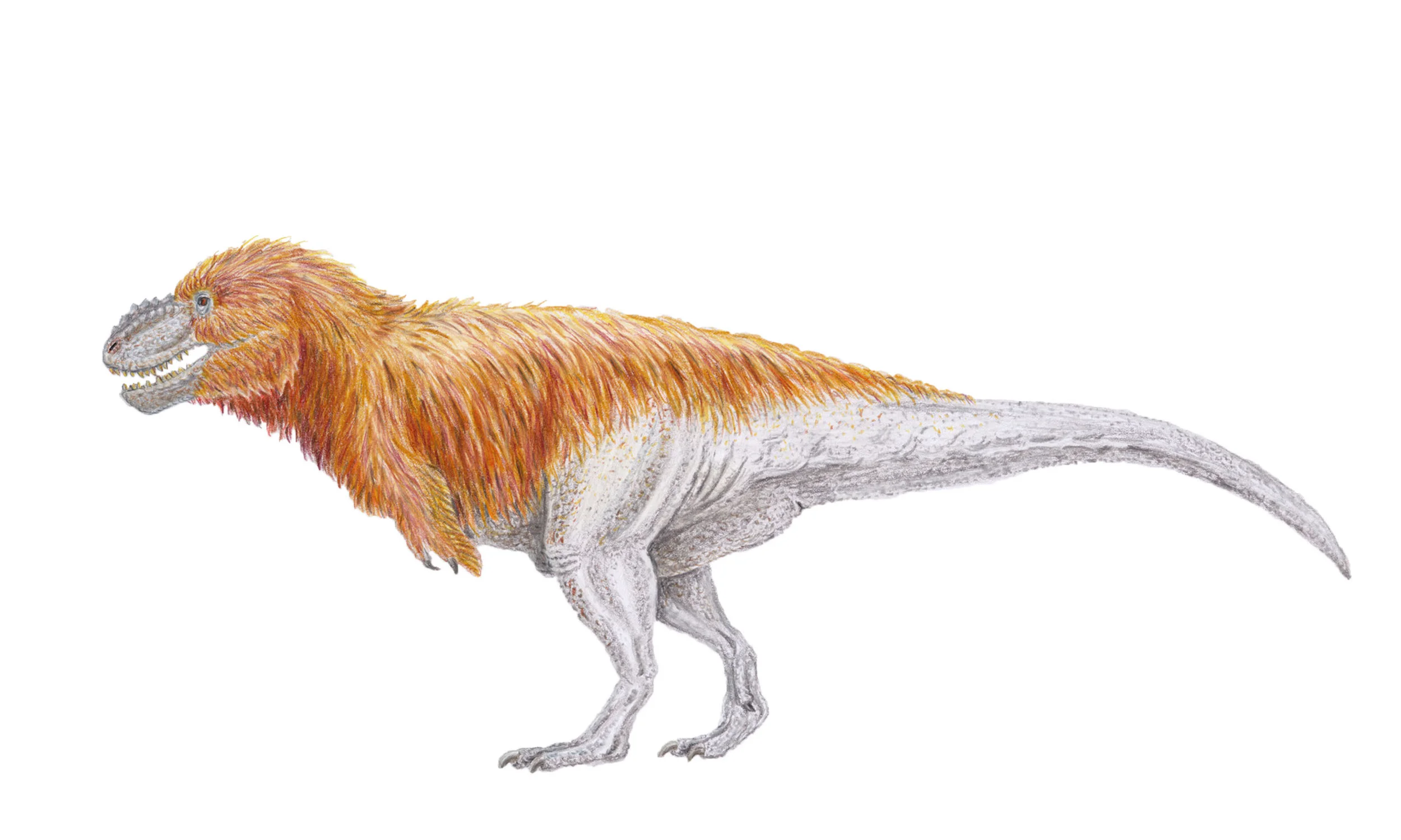 Tyrannosaurus rex (contemporary)