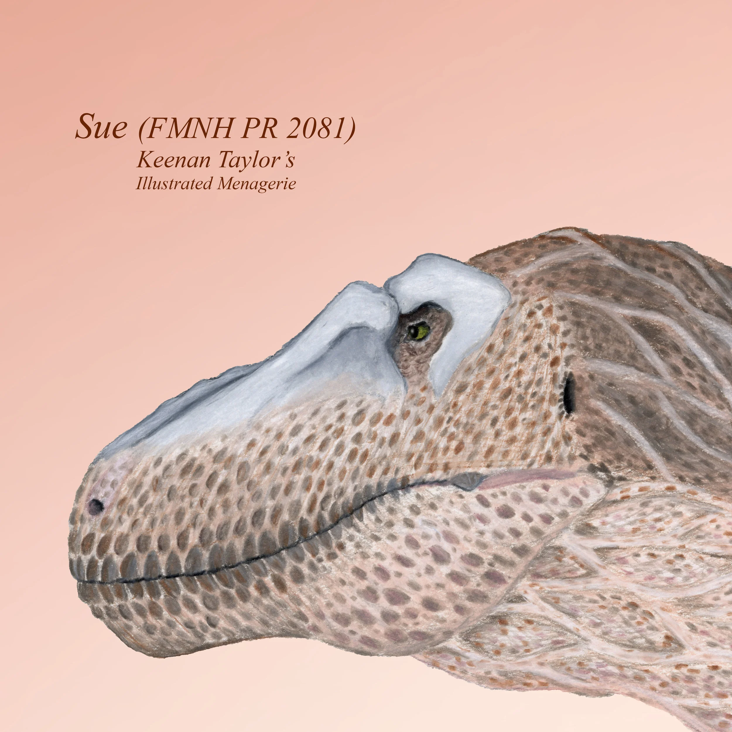 Sue (Female Tyrannosaurus rex)