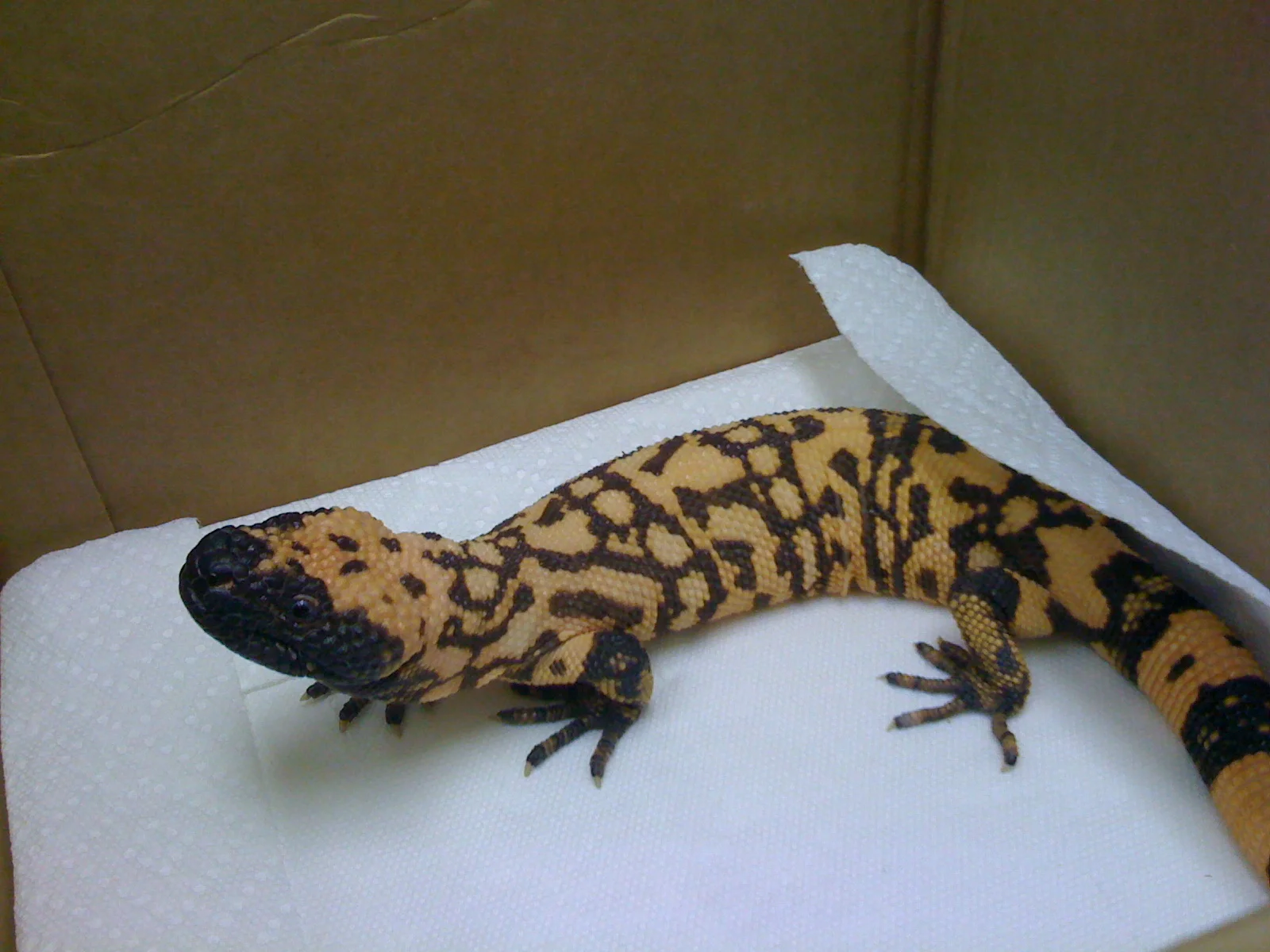 Species — Scales & Tails Exotic Pet Clinic